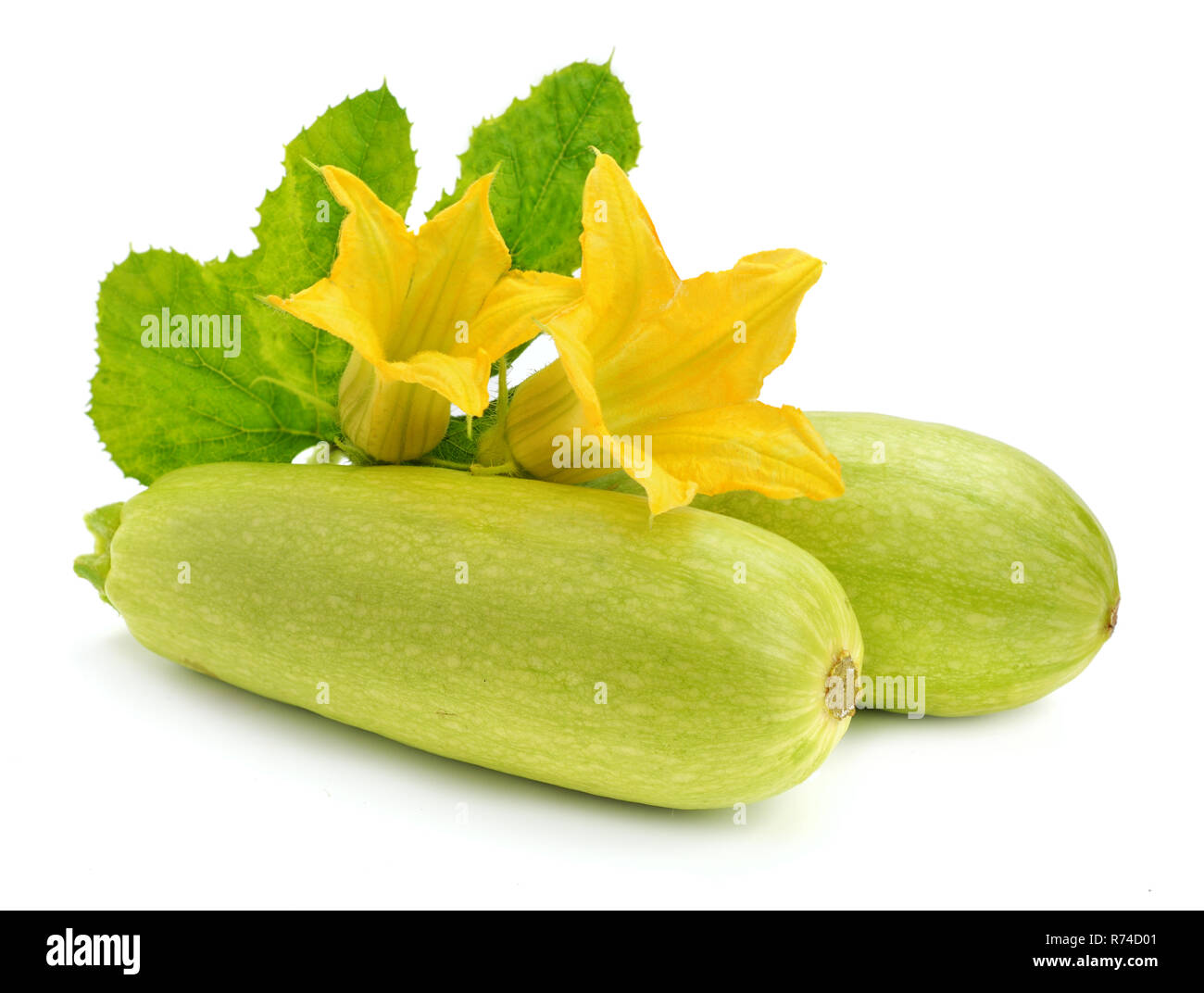 Vegetable marrow isolated Stock Photo Alamy