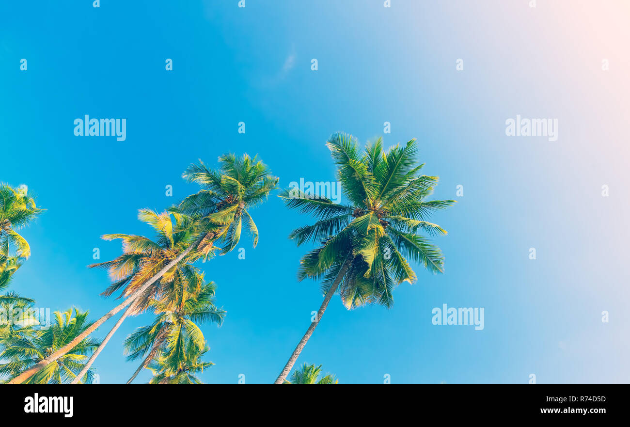 Palm trees over blue sky background Stock Photo - Alamy