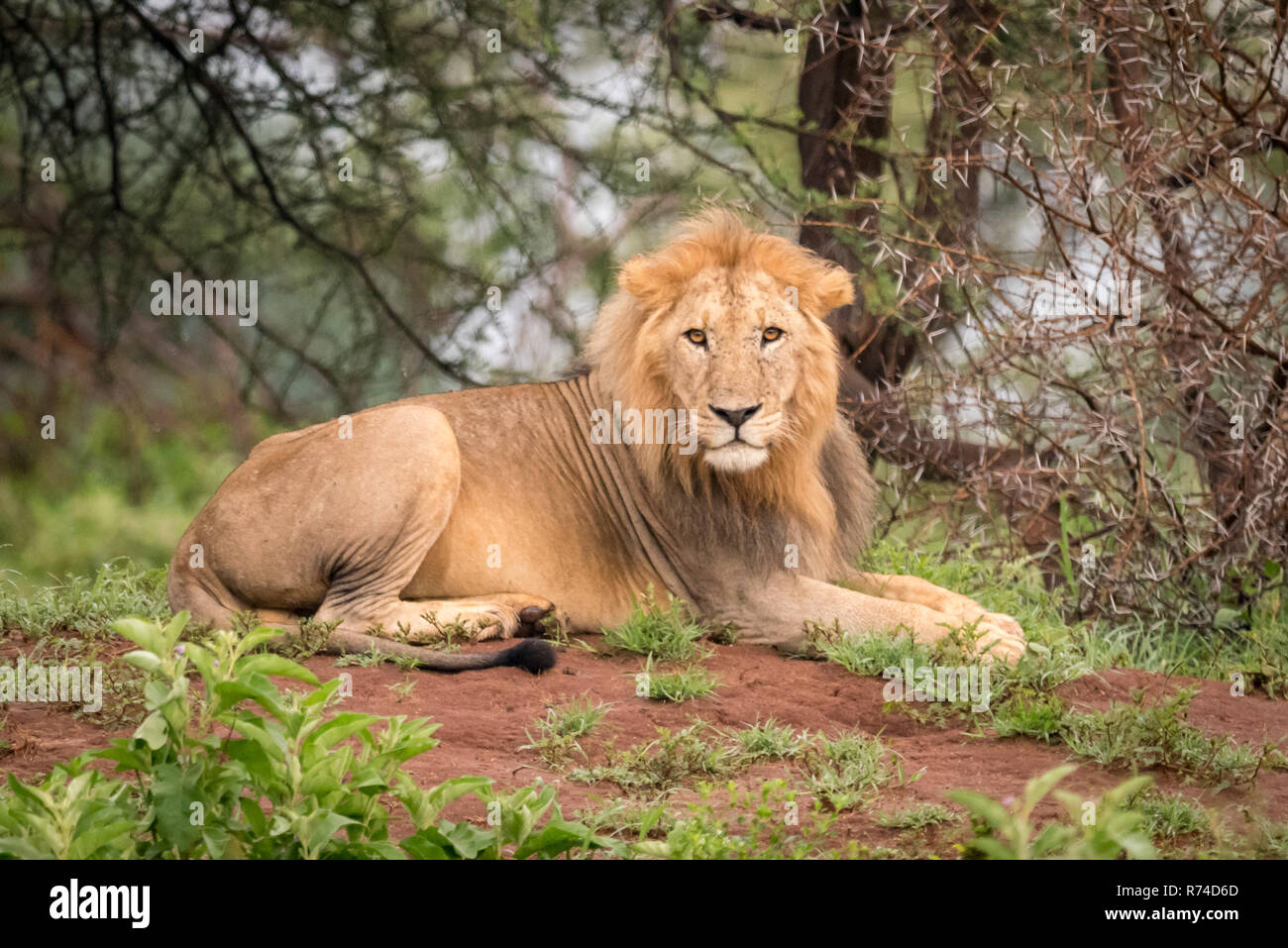 Male lion lying facing camera in woods Stock Photo