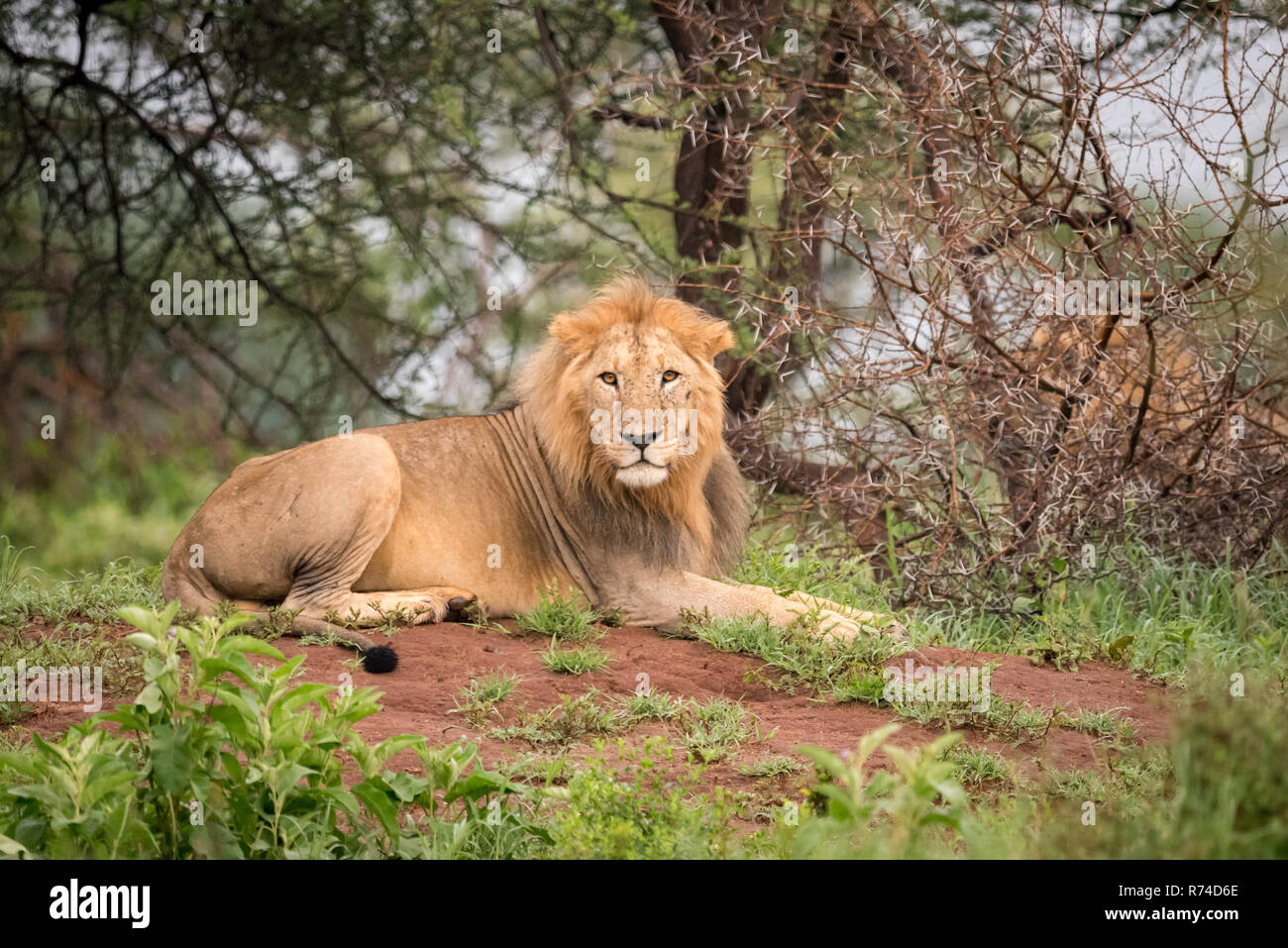 Male lion lying facing camera on bank Stock Photo