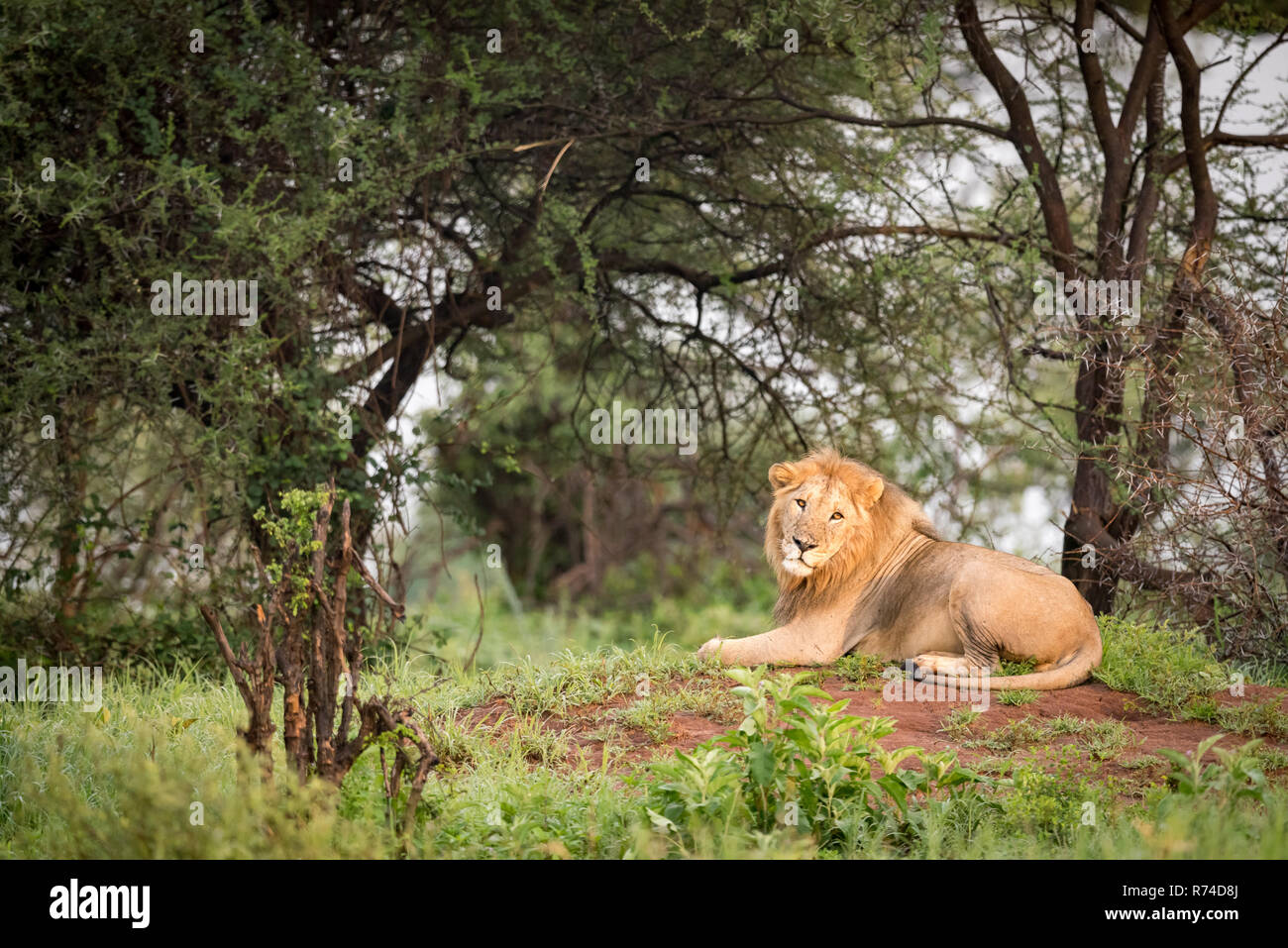 Male lion lying on mound facing camera Stock Photo