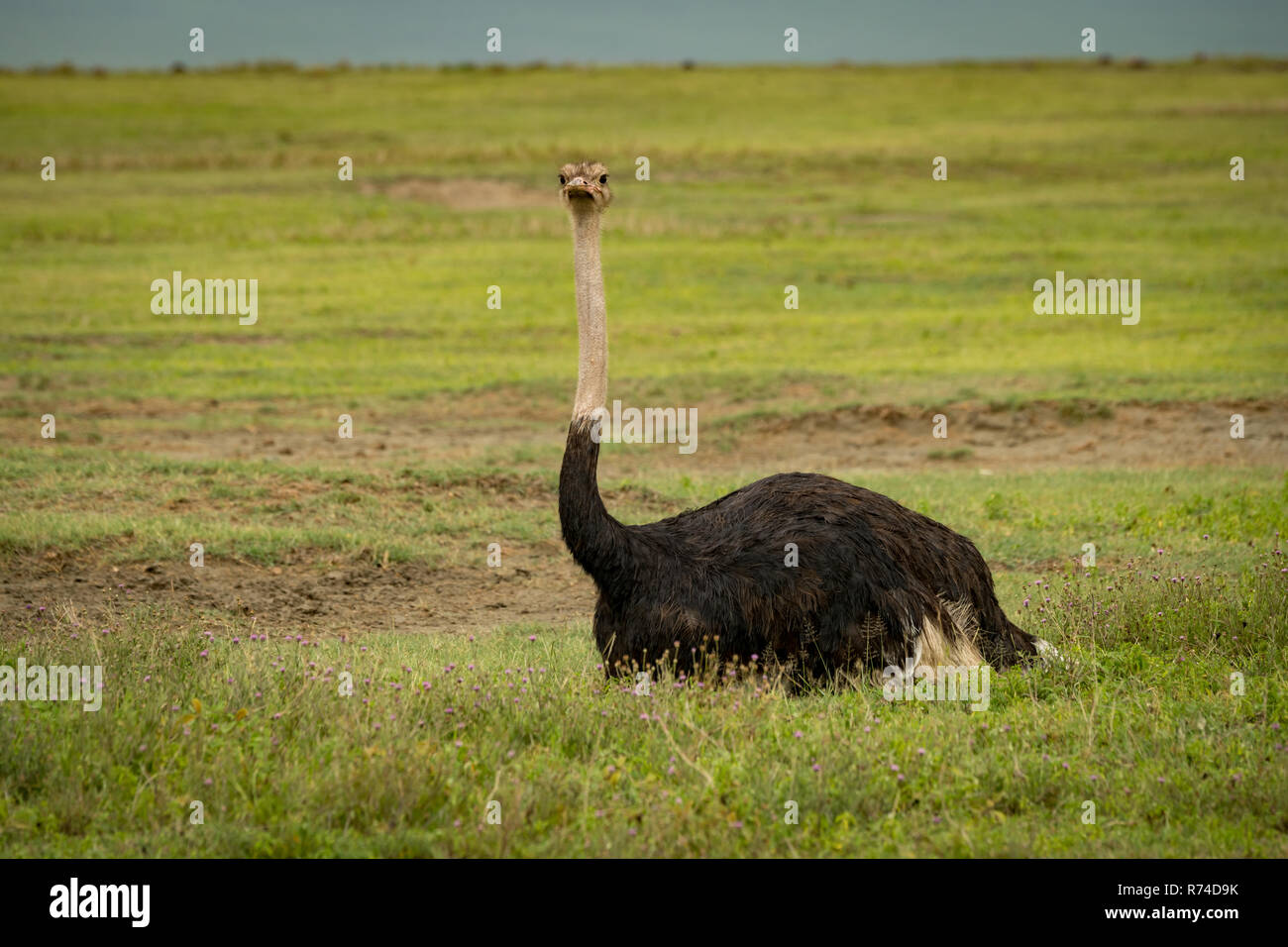 Male ostrich lies on grass facing camera Stock Photo