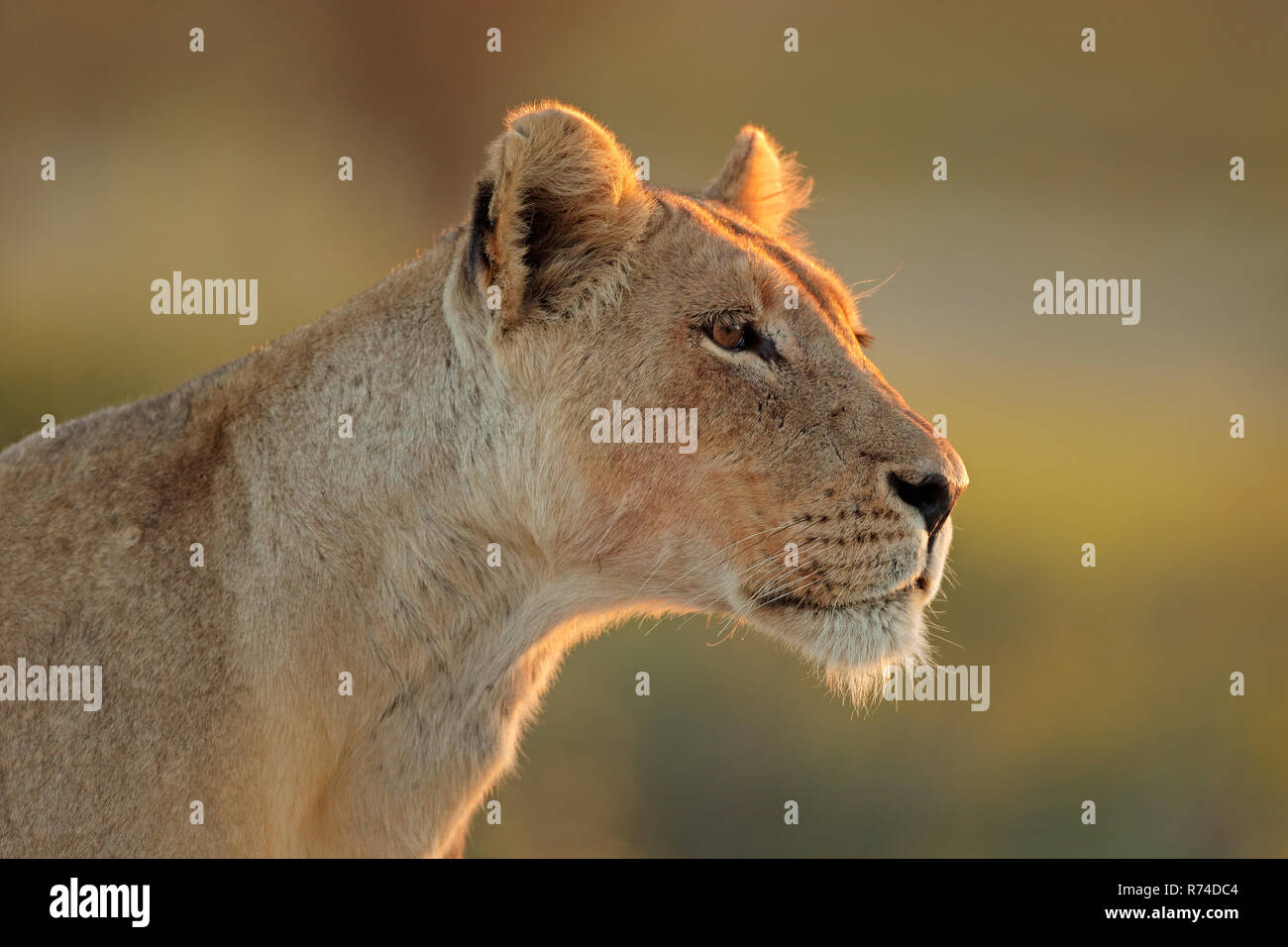 African lioness portrait Stock Photo