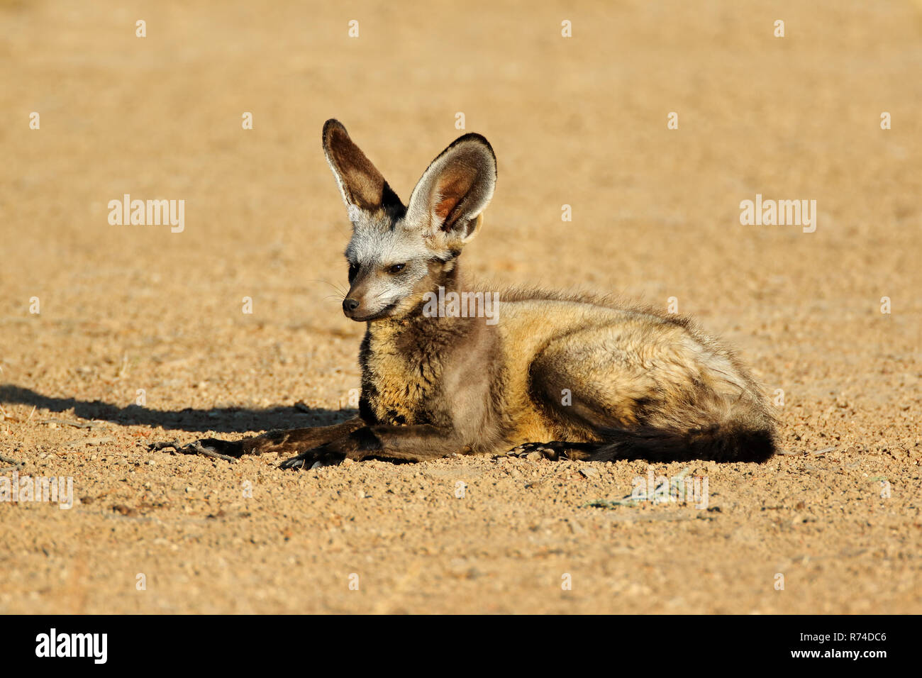 Bat-eared fox in natural habitat Stock Photo