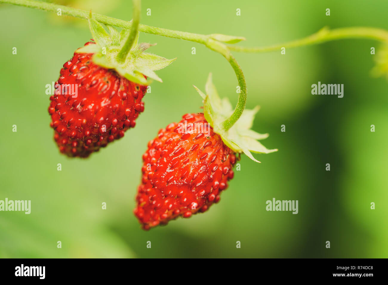 Wild strawberries hi-res stock photography and images - Alamy