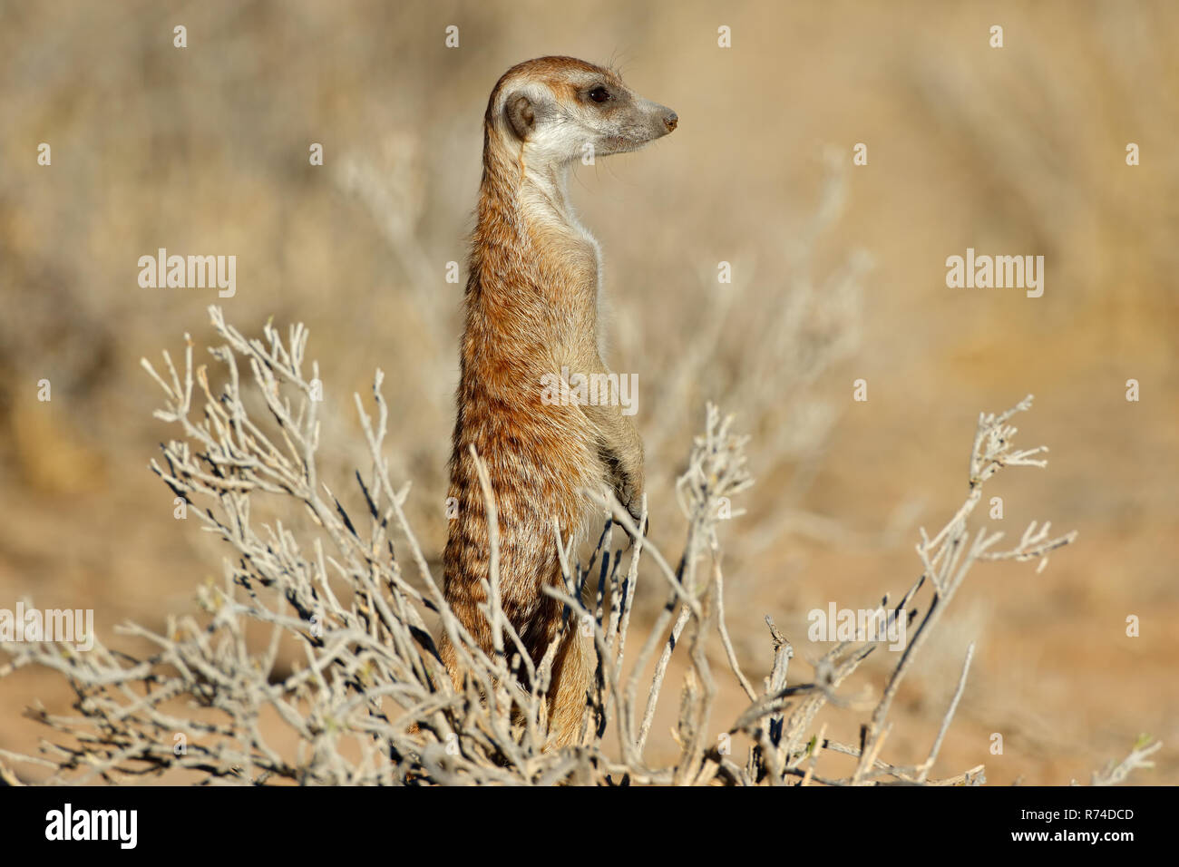 Meerkat standing on guard Stock Photo