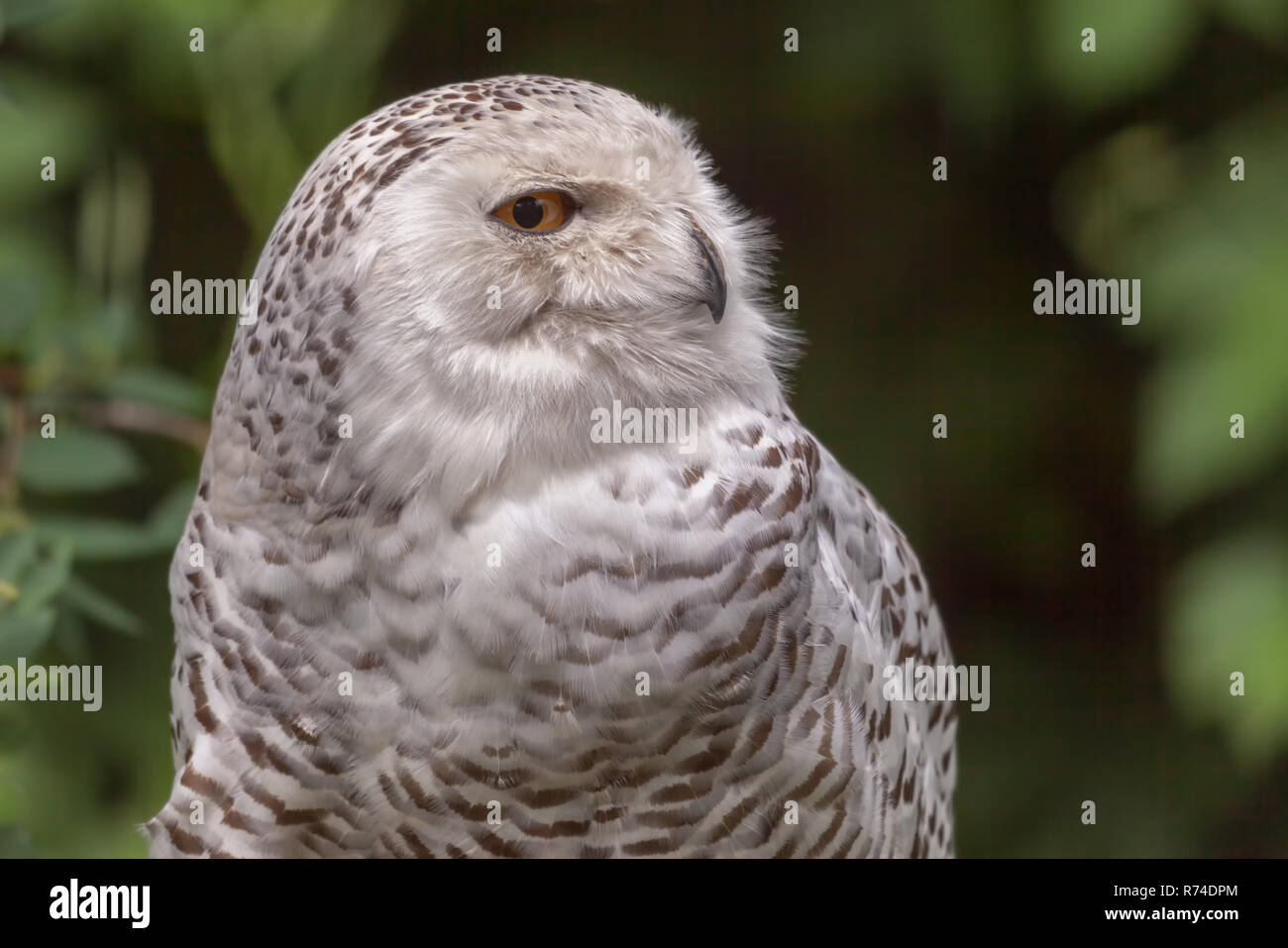 Athena's Mechanical Owl – Blue Pigeons