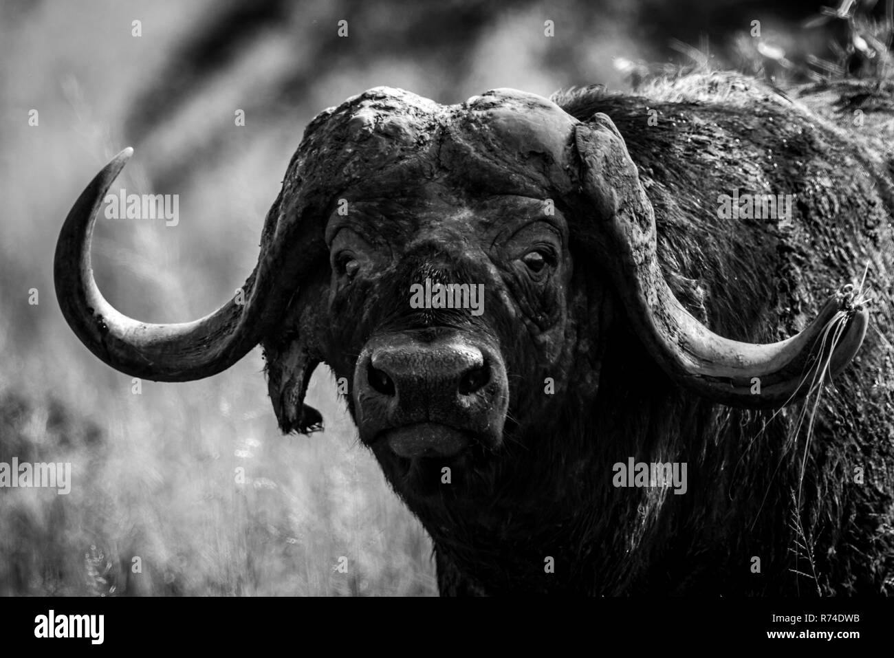 Mono close-up of Cape buffalo facing camera Stock Photo