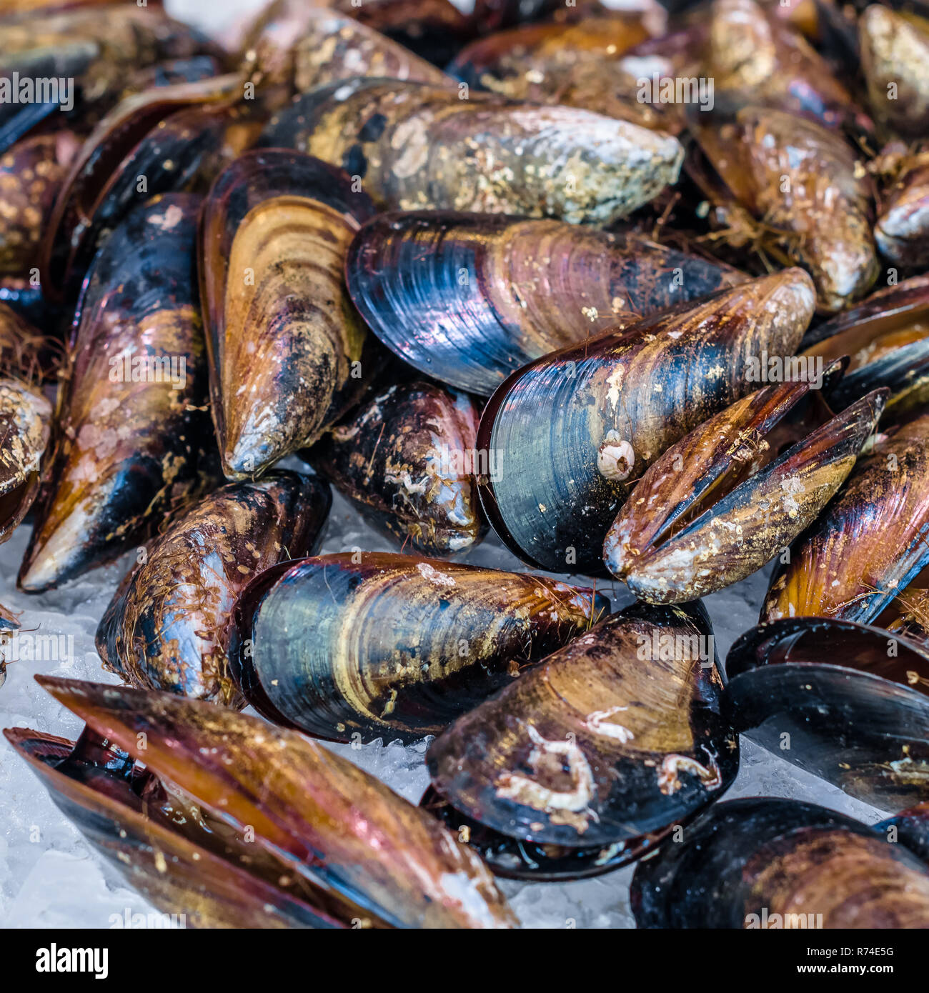 Fresh mussels in a fish market Stock Photo - Alamy