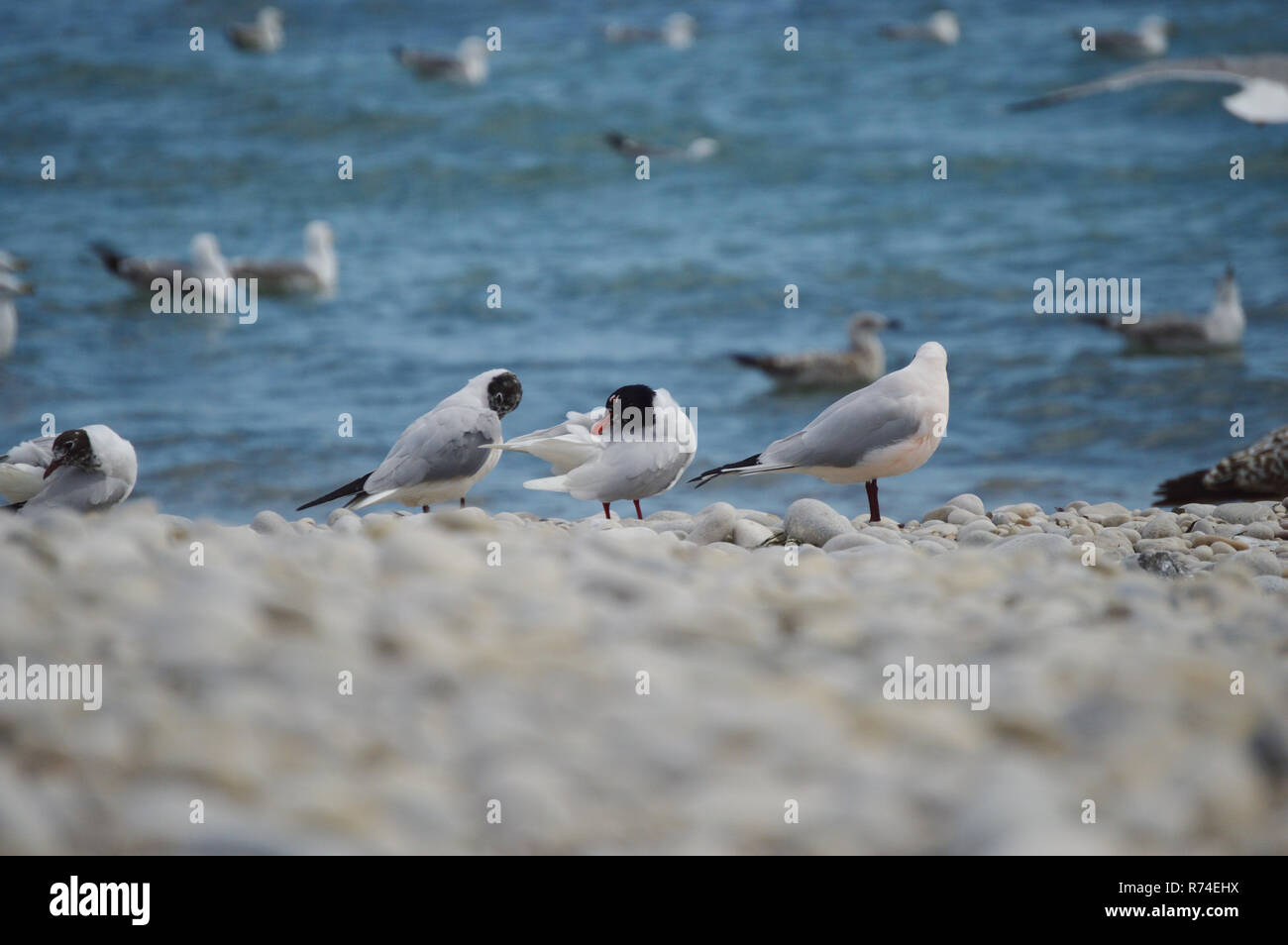 Mediterranean seagulls walking on a pebble beach Stock Photo