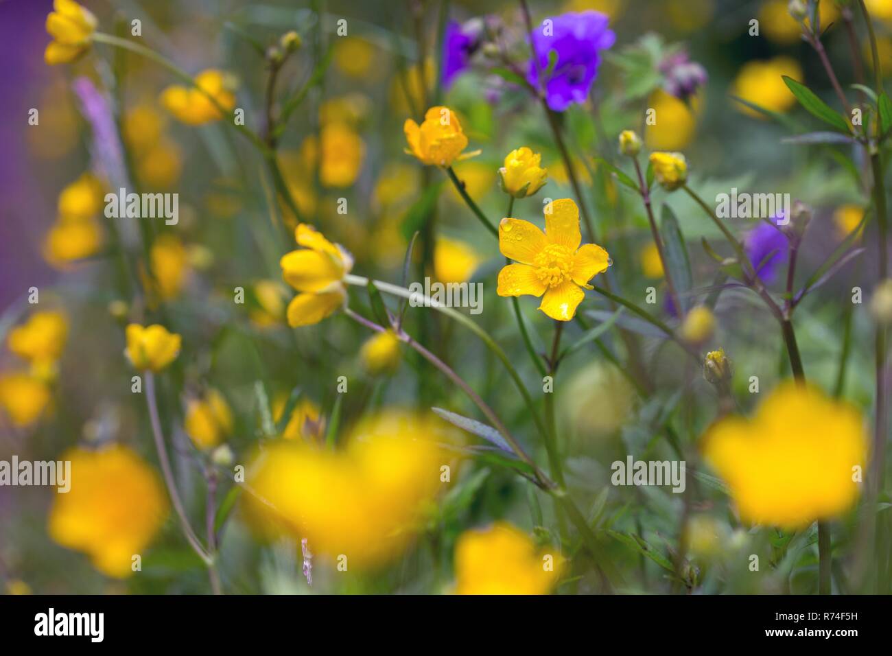 meadow with a yellow flowers Stock Photo