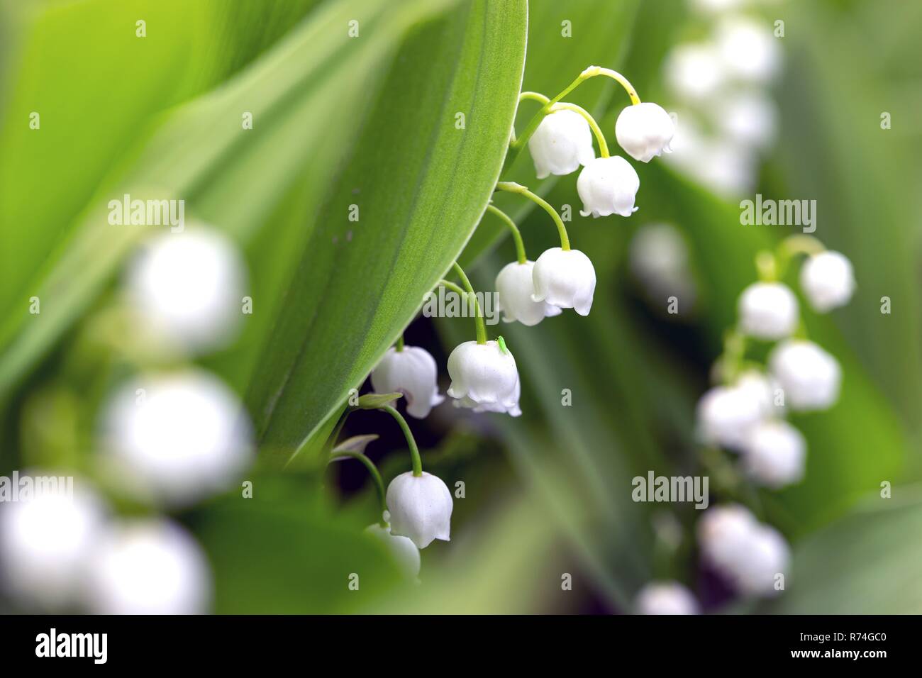 Lily valley convallaria majalis vintage hi-res stock photography and ...