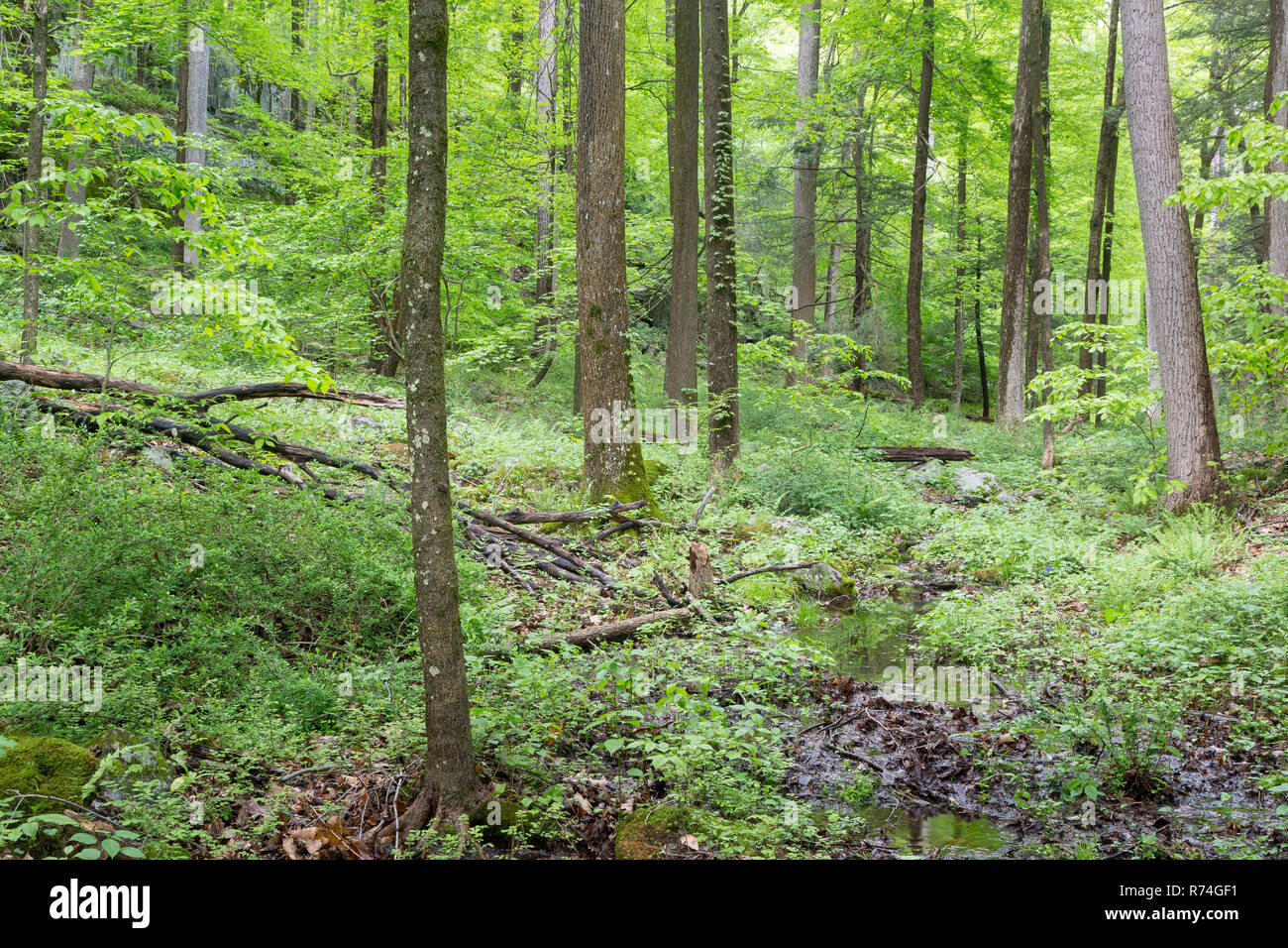 A muddy creek surrounded by tall trees covered in green from the early