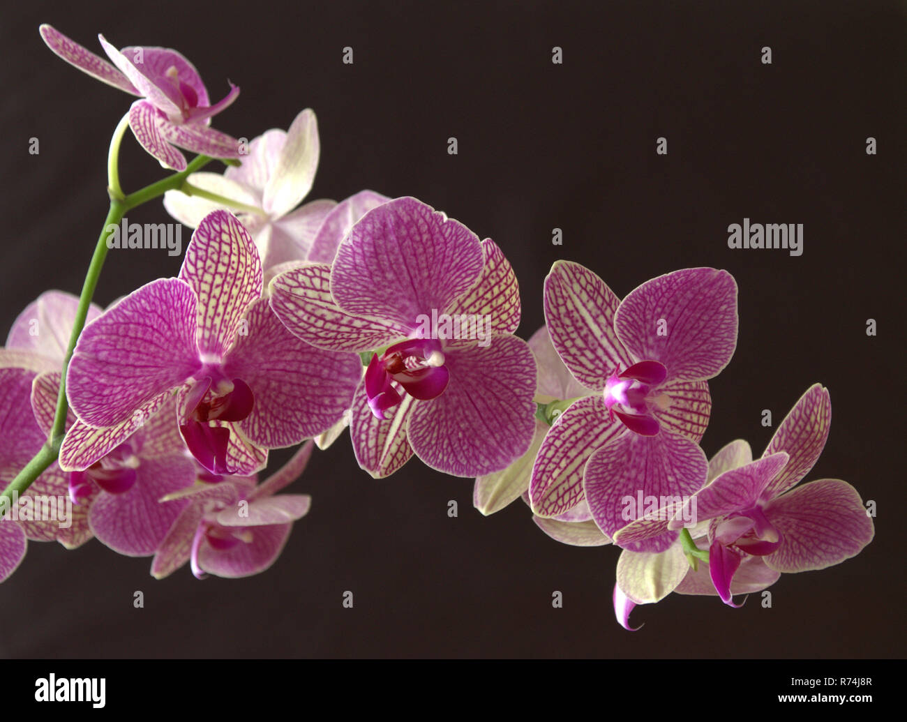 Pink blossoming orchid branch hi-res stock photography and images - Alamy
