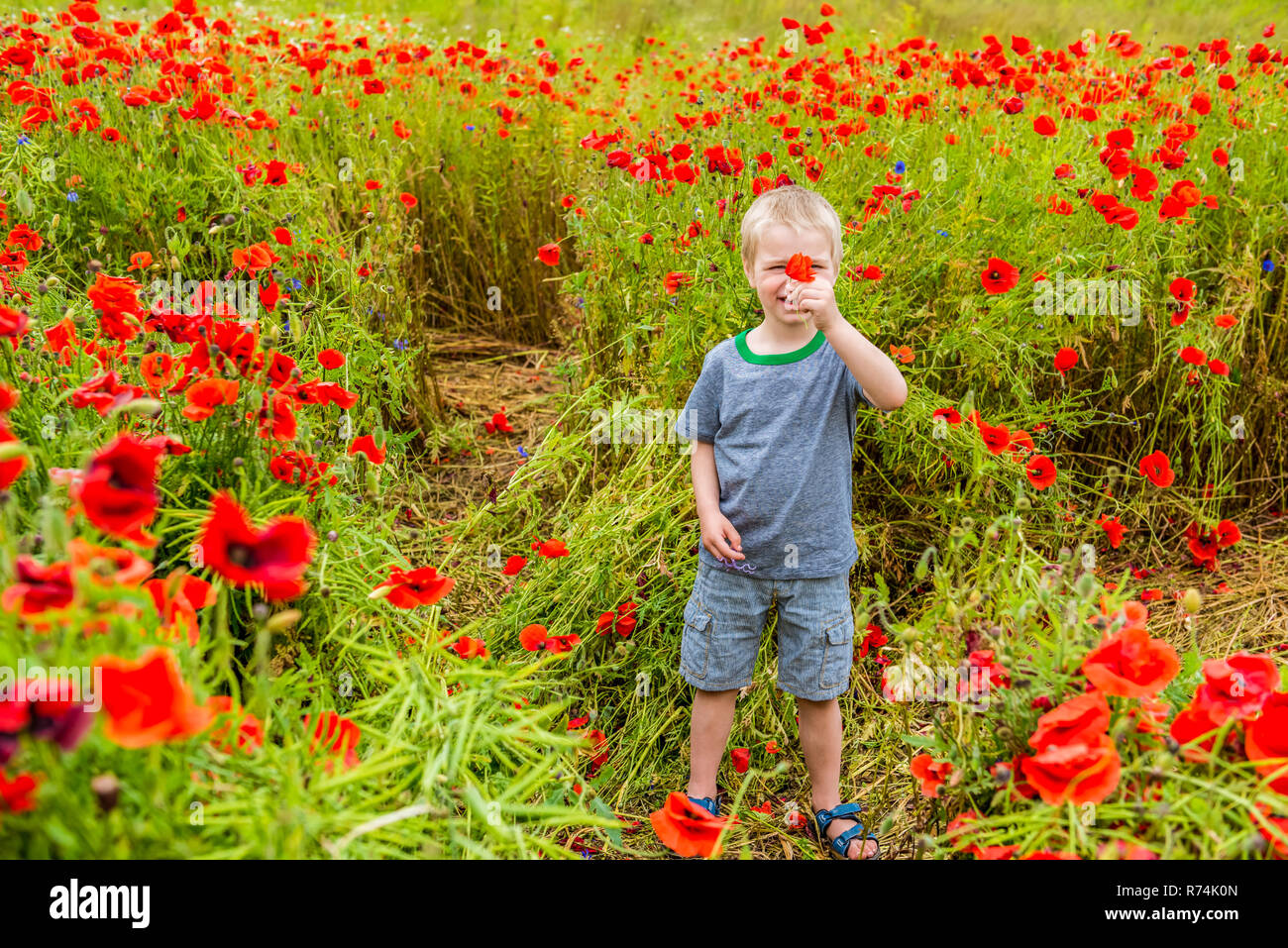 Cute boy in field with red poppies Stock Photo - Alamy