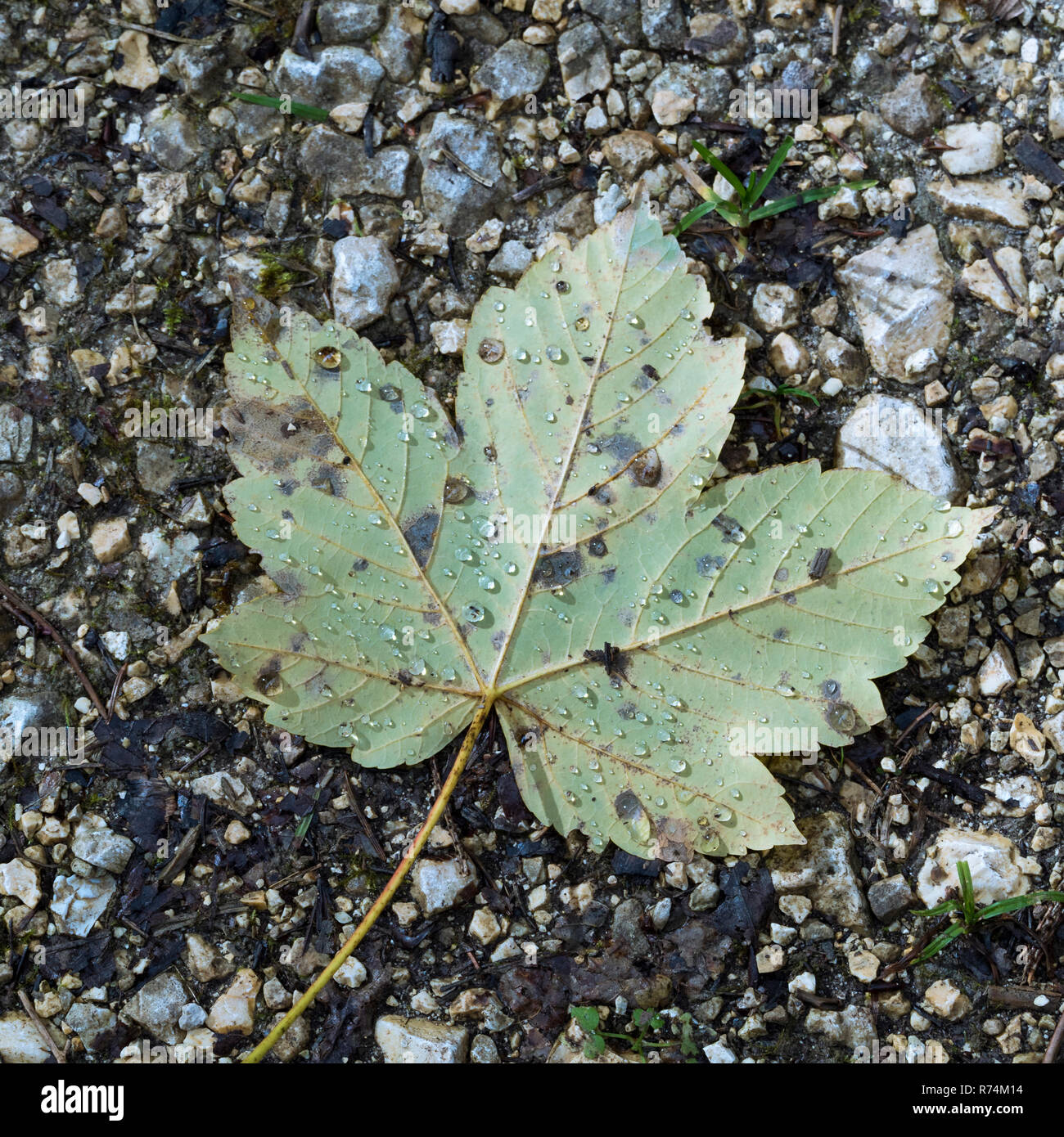 A sycamore leaf with raindrops on the floor Stock Photo