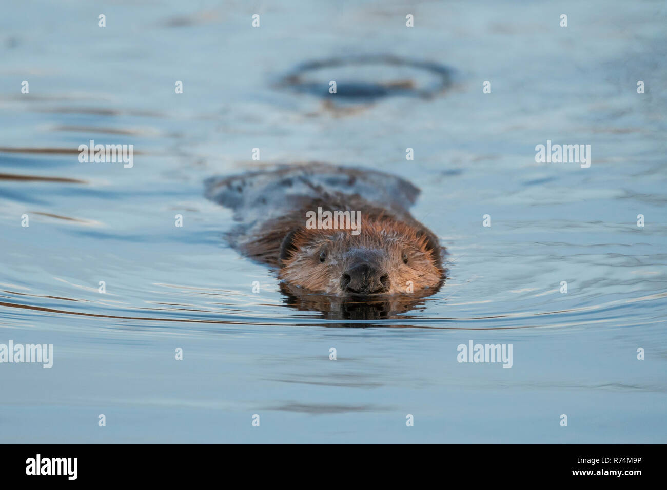 Beaver (Castor canadensis) swimming near its lodge, Autumn, North America, by Dominique Braud/Dembinsky Photo Assoc Stock Photo