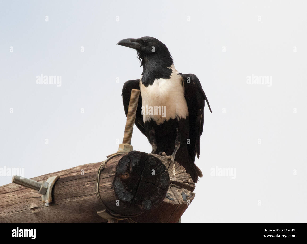 Pied Crow (Corvus albus Stock Photo - Alamy