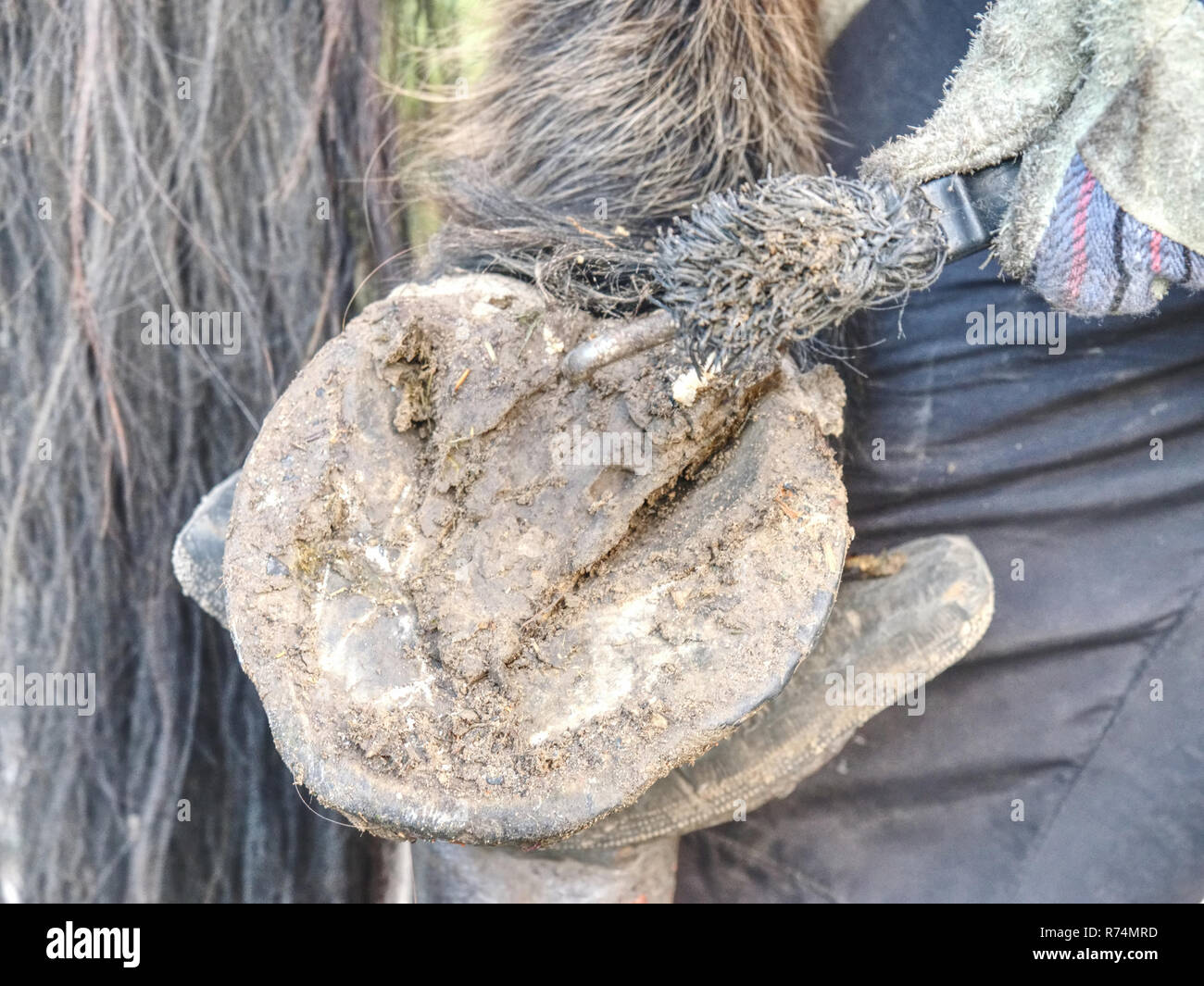 Assistant of Blacksmith hold hoof on hind leg of horse. Cleaning hoofs