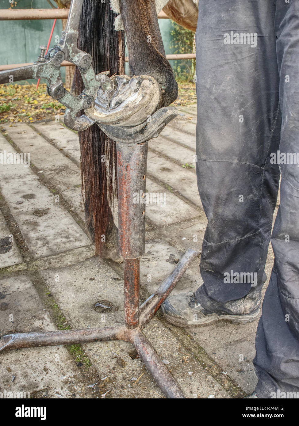 Blacksmith using rasp, hoof knife and hoof cut nippers. Clearing of