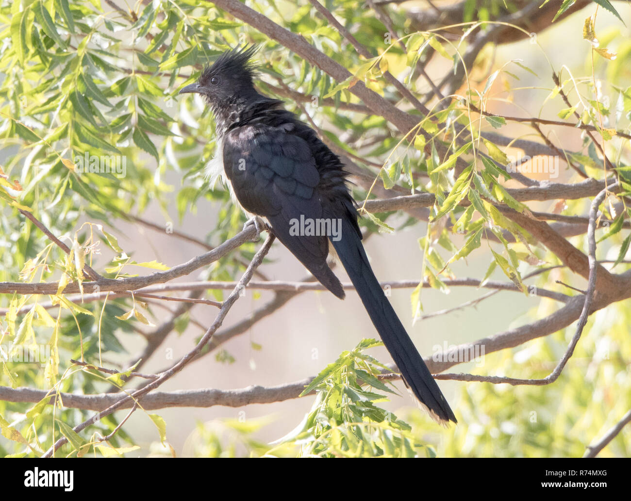 Levaillant's Cuckoo  (Clamator levaillantii) Stock Photo