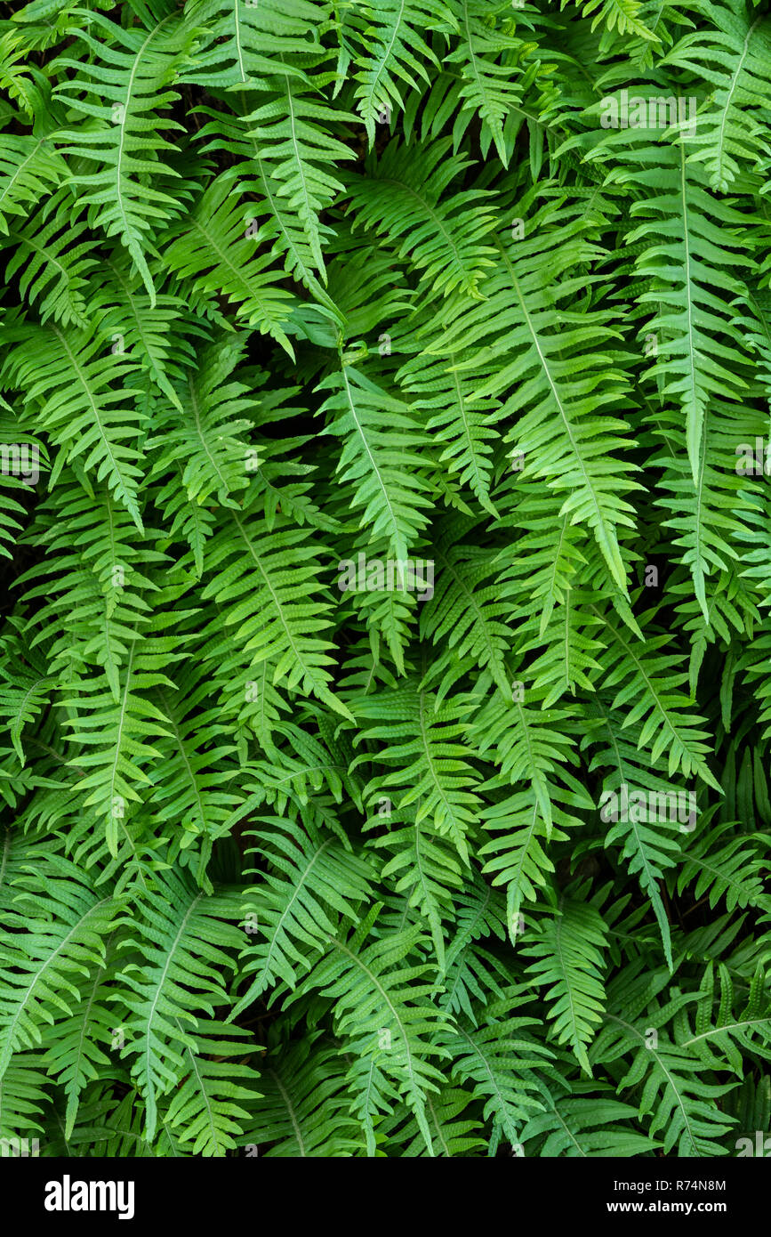 Ferns lining a portion of Bridal Veil Falls, October, Multnomah County, OR, USA, by Dominique Braud/Dembinsky Photo Assoc Stock Photo