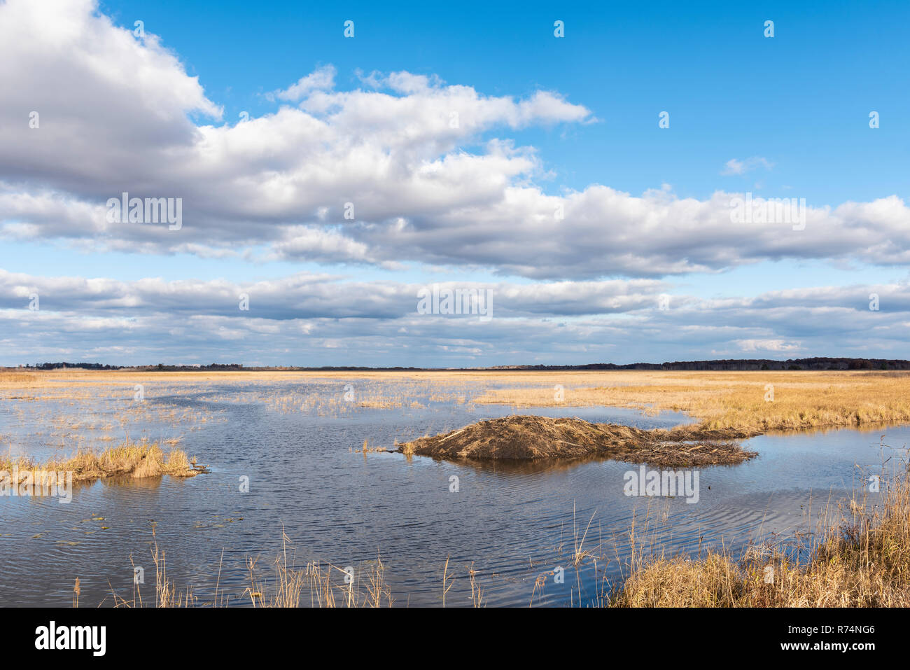 Beaver lodge and winter food cache, Crex Meadows WMA, Autumn, Grantsburg, WI, USA, by Dominique Braud/Dembinsky Photo Assoc Stock Photo