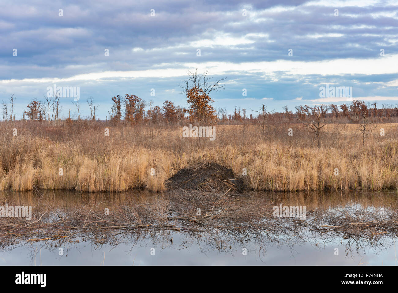 Beaver lodge and winter food cache, Crex Meadows WMA, Autumn, Grantsburg, WI, USA, by Dominique Braud/Dembinsky Photo Assoc Stock Photo