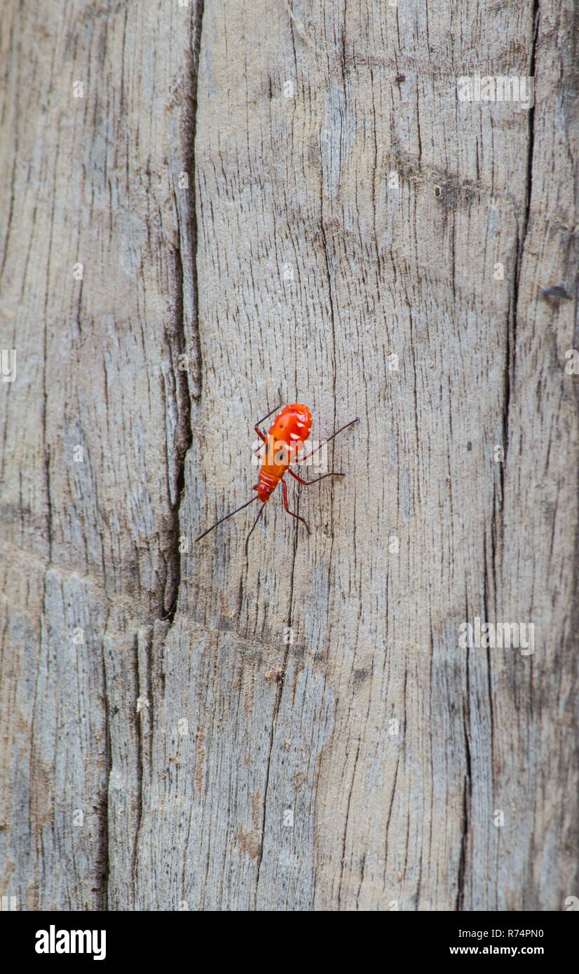 Kapok bug on wood, Probergrothius nigricornis, a common man-faced