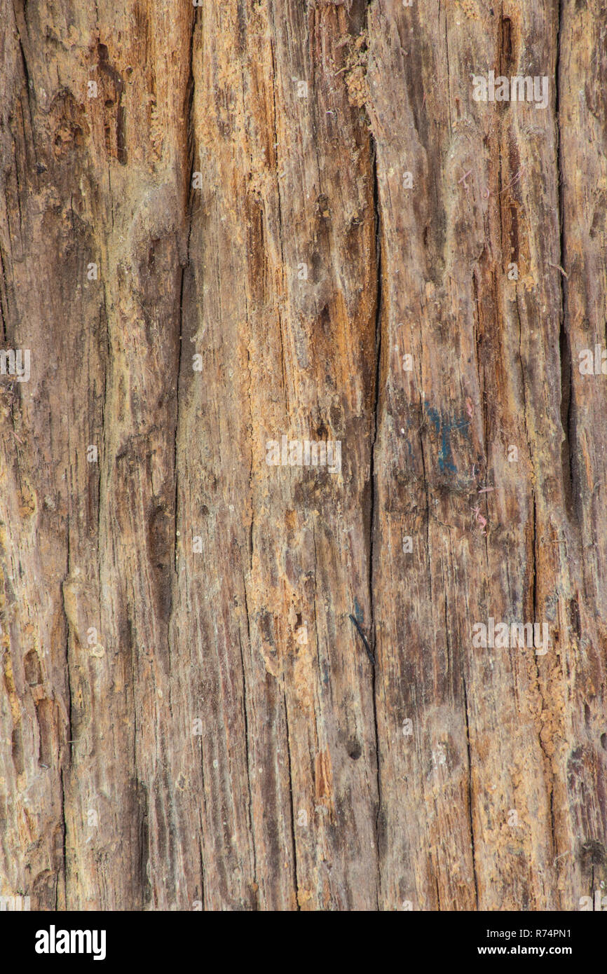 Old Wooden Plank With Termites Damage Stock Photo 228143021 Alamy