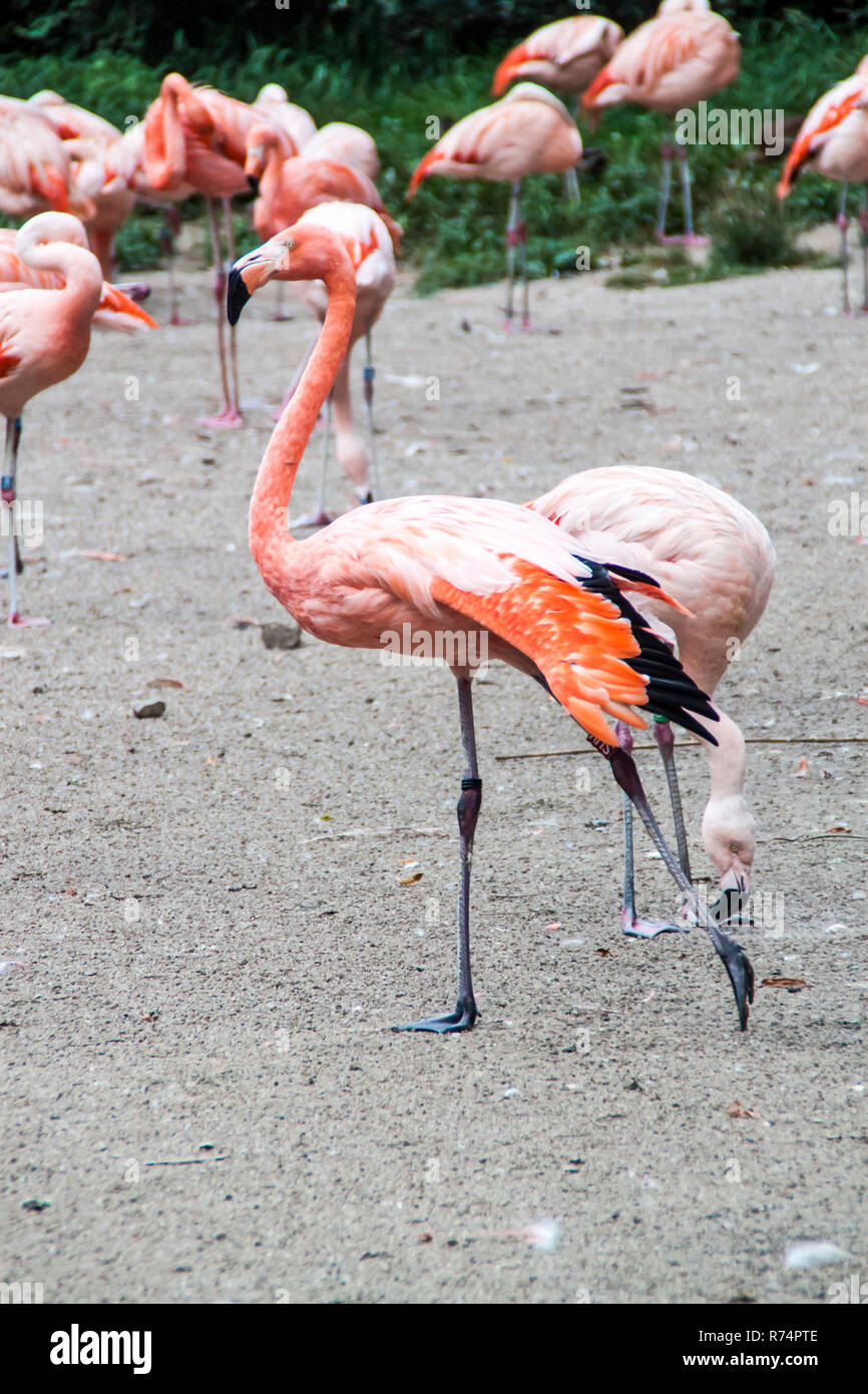 Flamingo washing hires stock photography and images Alamy