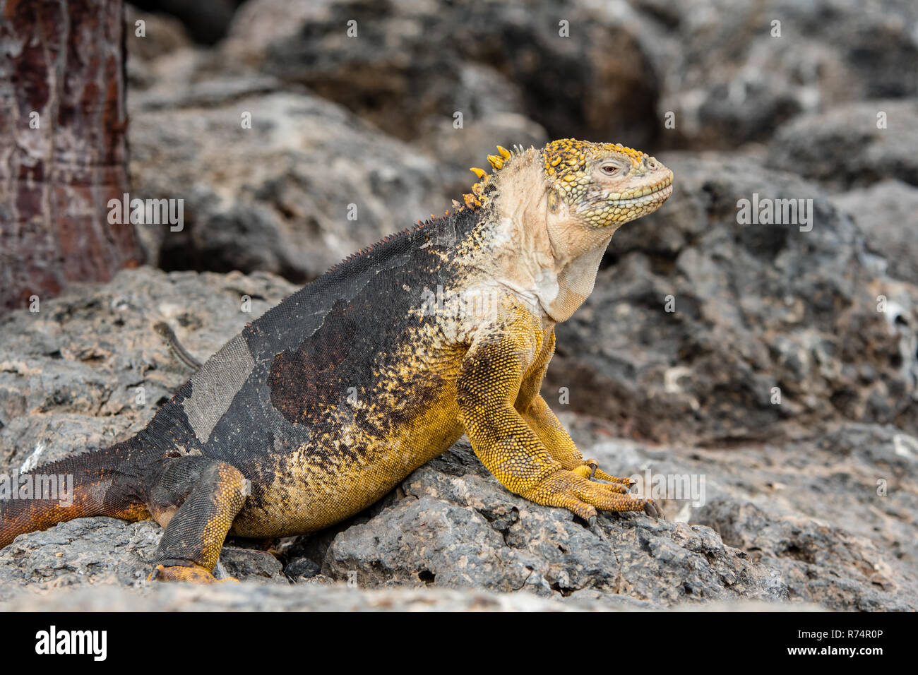 Land iguana in South Plaza Island Stock Photo