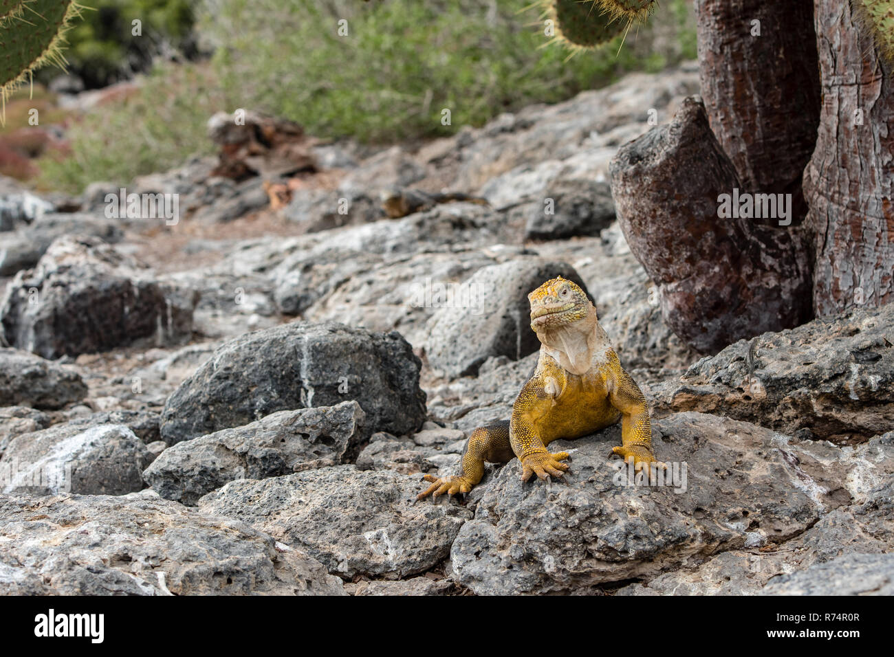 Land iguana in South Plaza Island Stock Photo