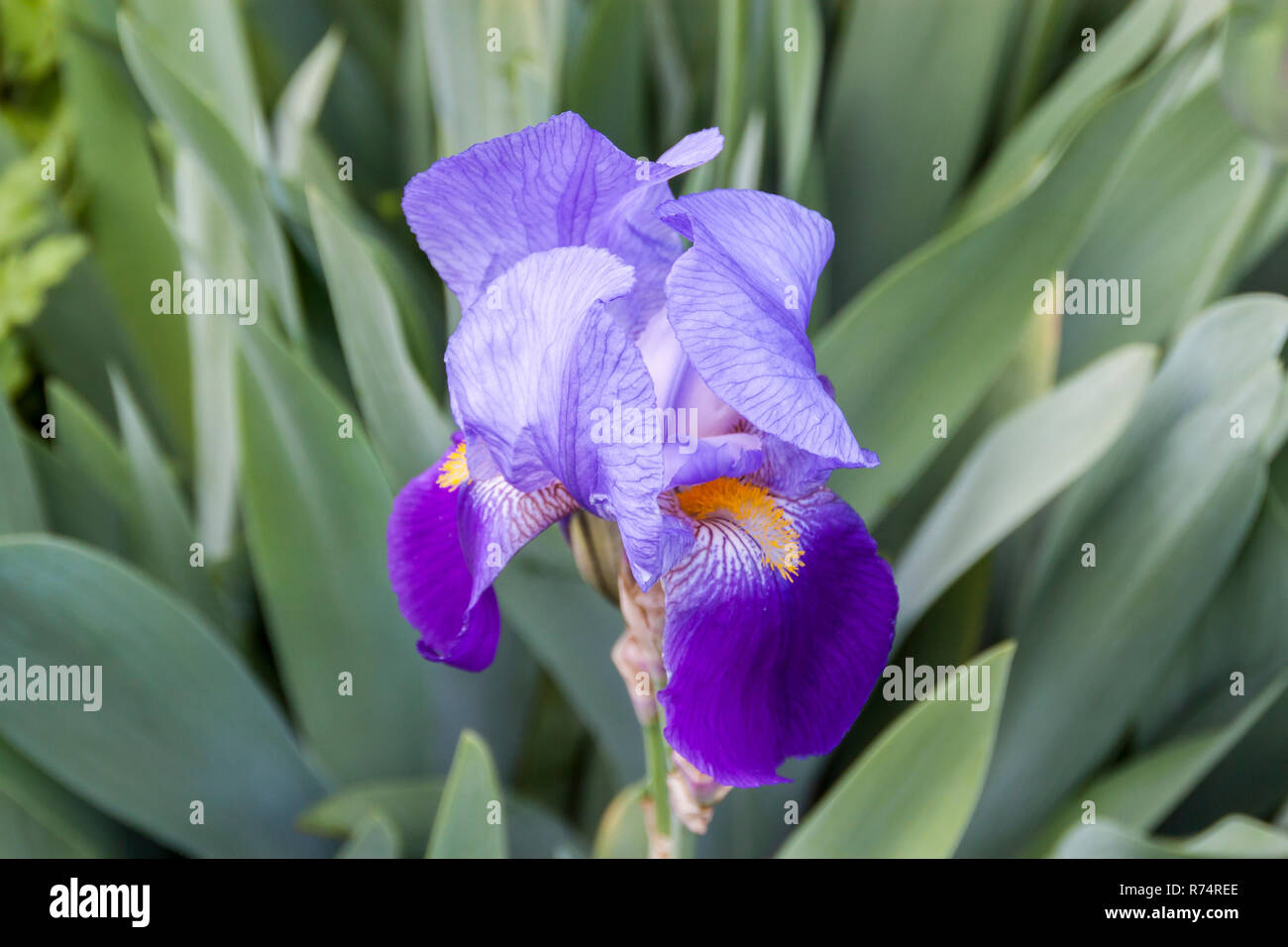 Blossoming German Iris in a garden Stock Photo