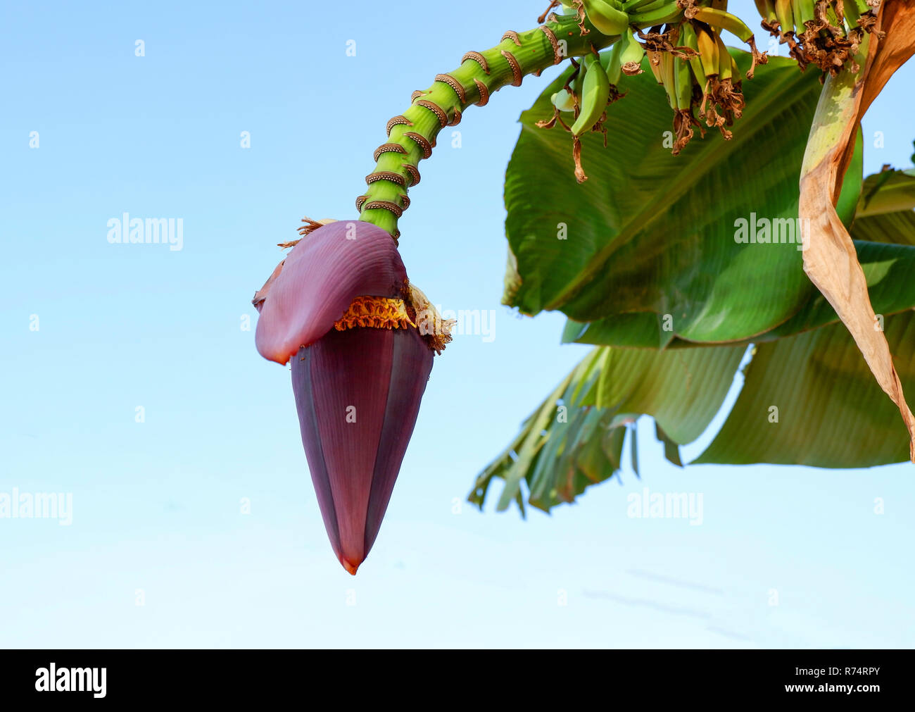 Banana blossom or Banana bud / Close up of banana bud flower on tree in ...