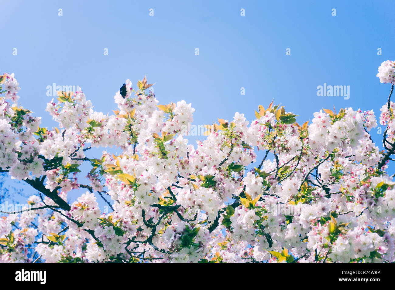 Cherry tree in full bloom Stock Photo - Alamy