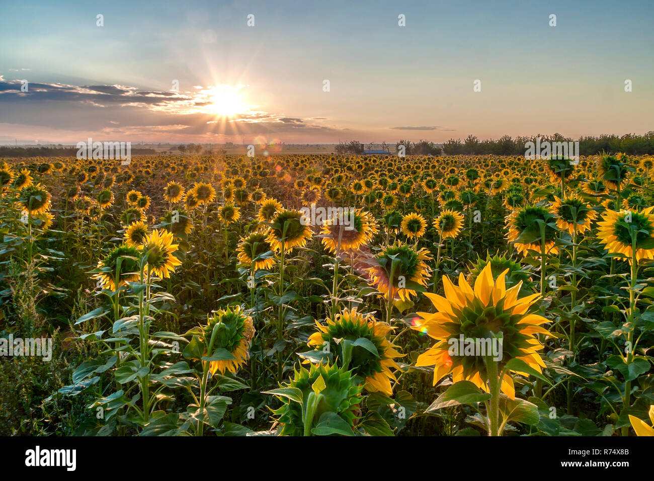Amazing sunrise over a field of sunflowers Stock Photo - Alamy