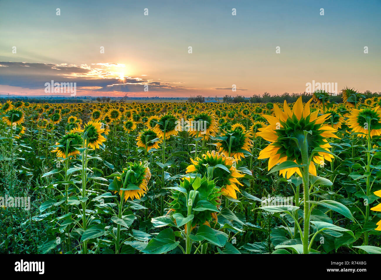 Amazing sunrise over a field of sunflowers Stock Photo - Alamy