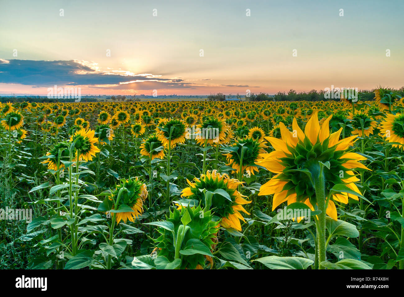 Amazing sunrise over a field of sunflowers Stock Photo - Alamy