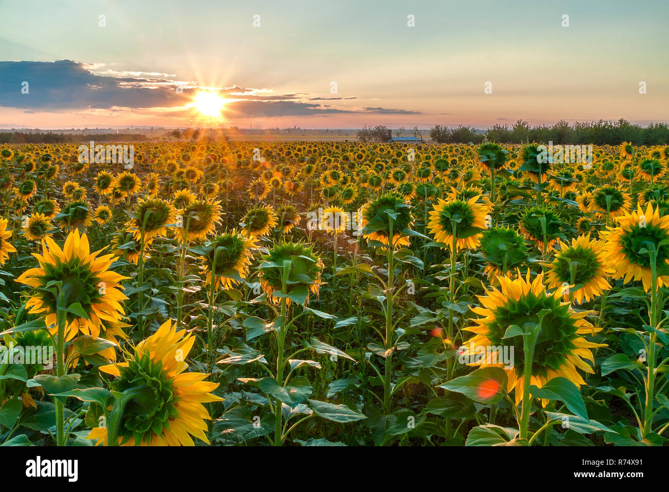 Amazing sunrise over a field of sunflowers Stock Photo - Alamy