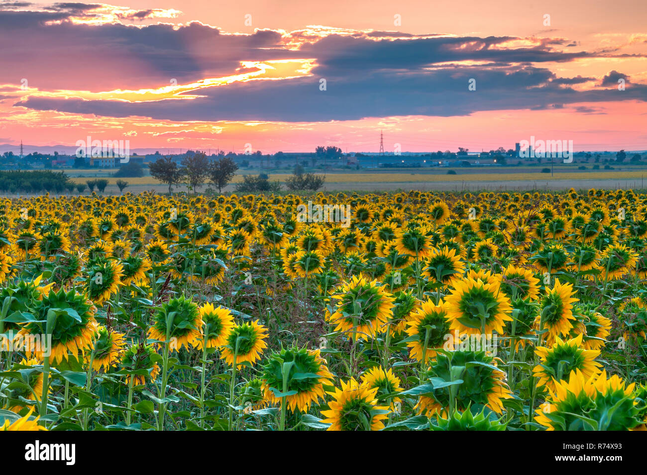 Amazing sunrise over a field of sunflowers Stock Photo - Alamy
