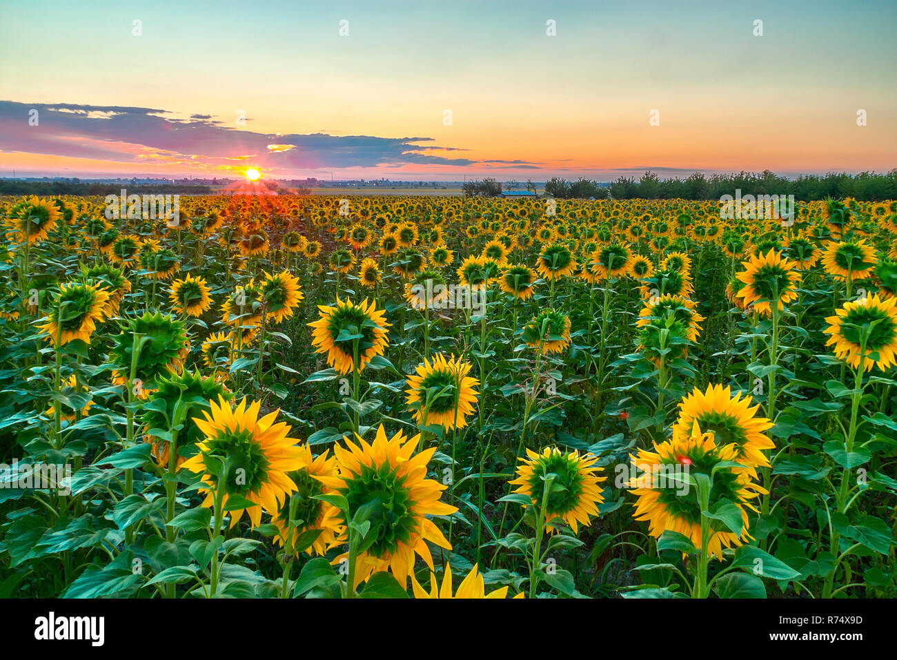 Amazing sunrise over a field of sunflowers Stock Photo - Alamy