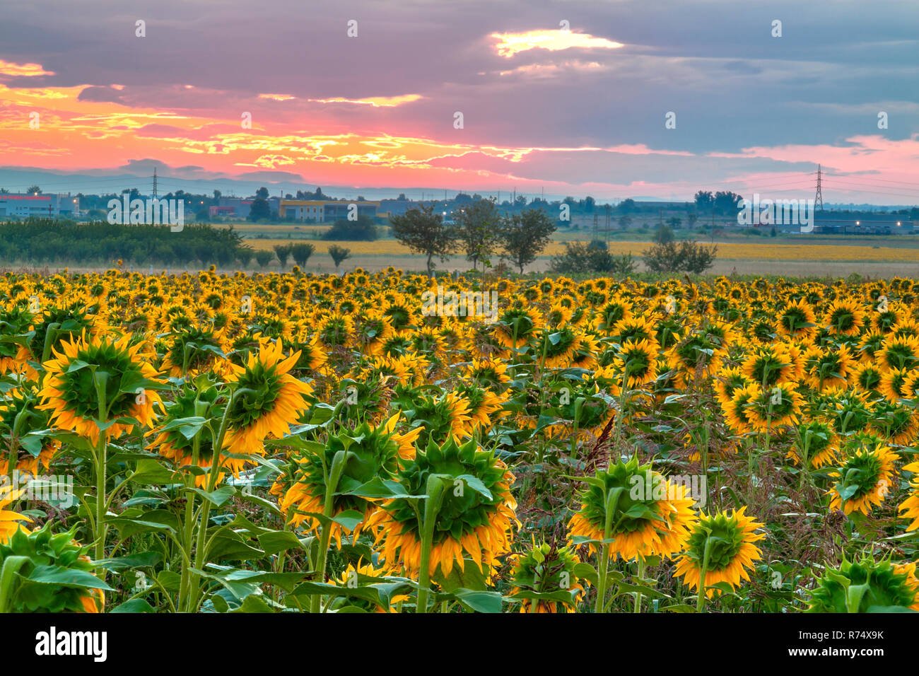 Amazing sunrise over a field of sunflowers Stock Photo - Alamy