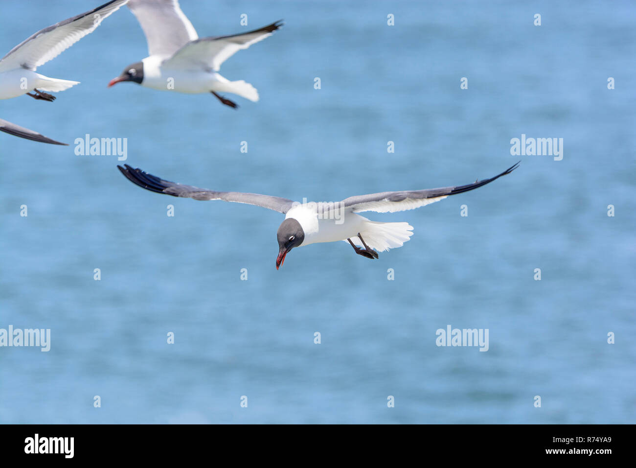 Laughing Gull in Flight Stock Photo