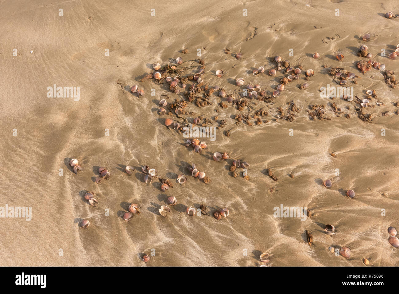 Lots of small sea shells washed up by the tide on a sandy beach. Stock Photo