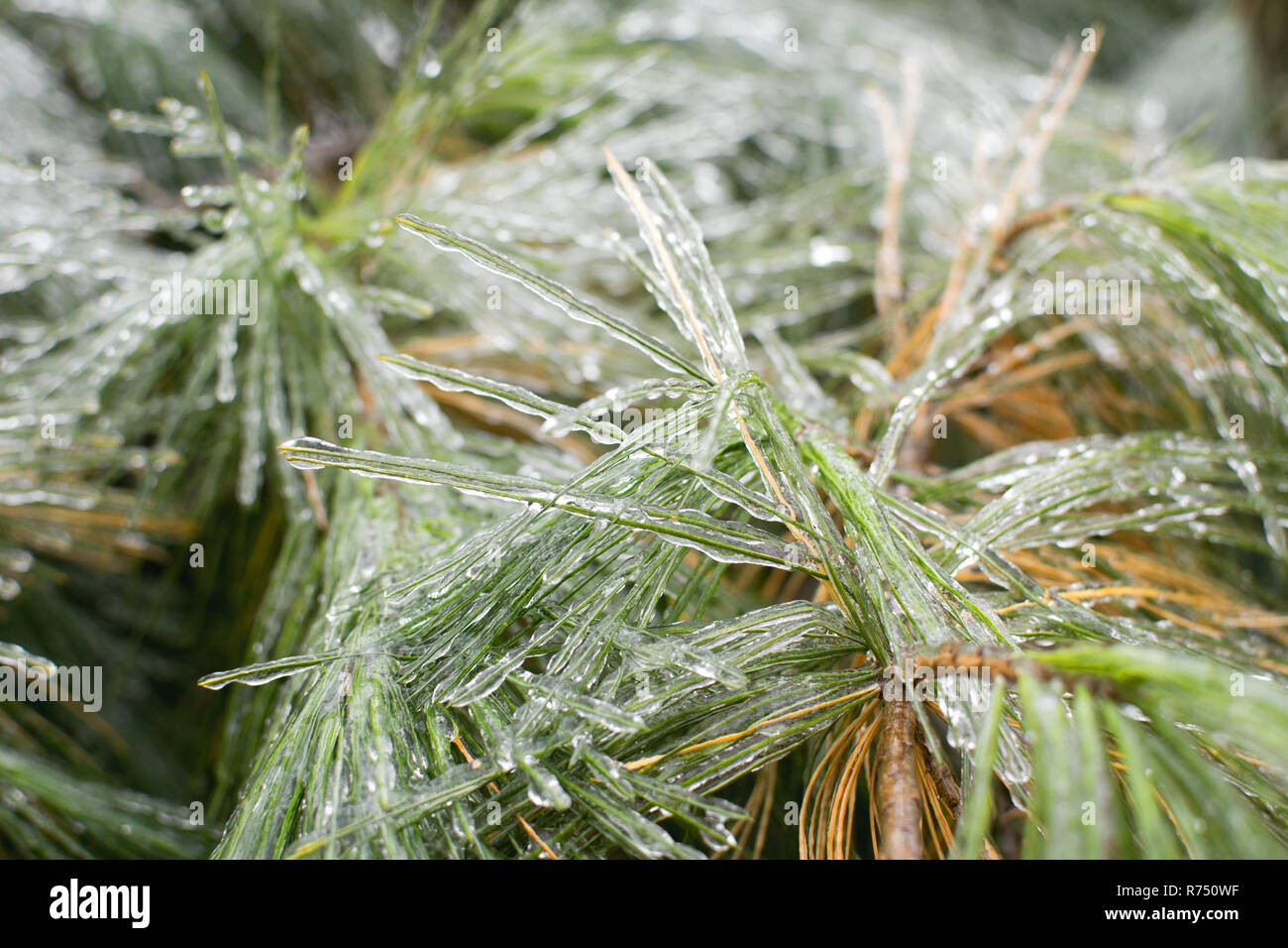 Pine needles coated by ice after an ice storm Stock Photo - Alamy