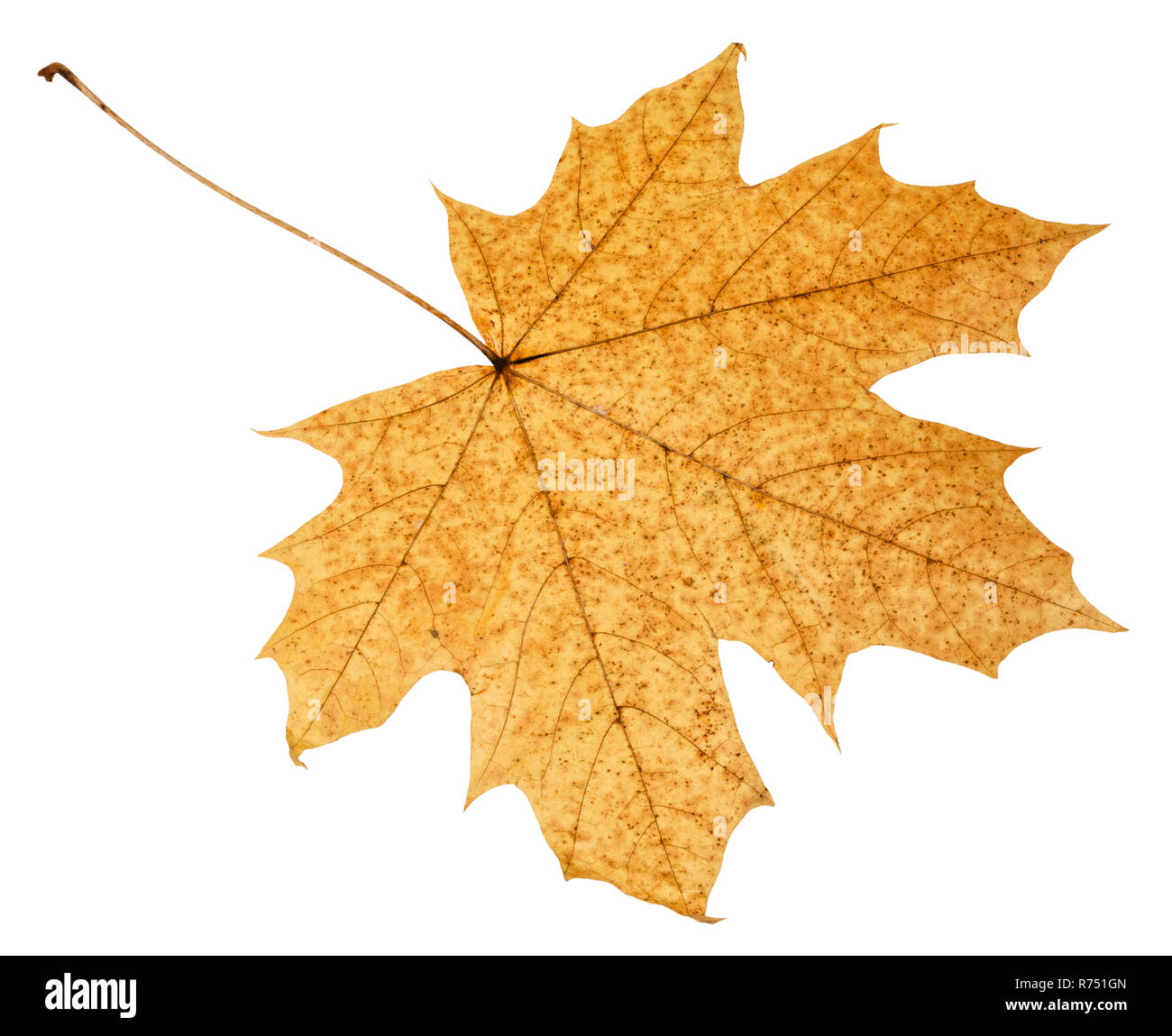 back side of fallen autumn leaf of acer tree Stock Photo