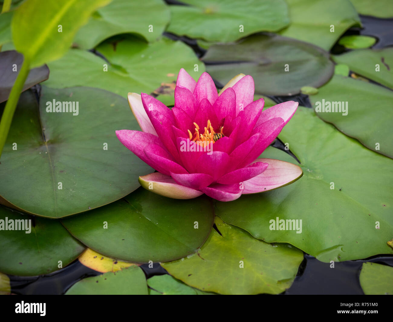 A pink water lily on a pond Stock Photo