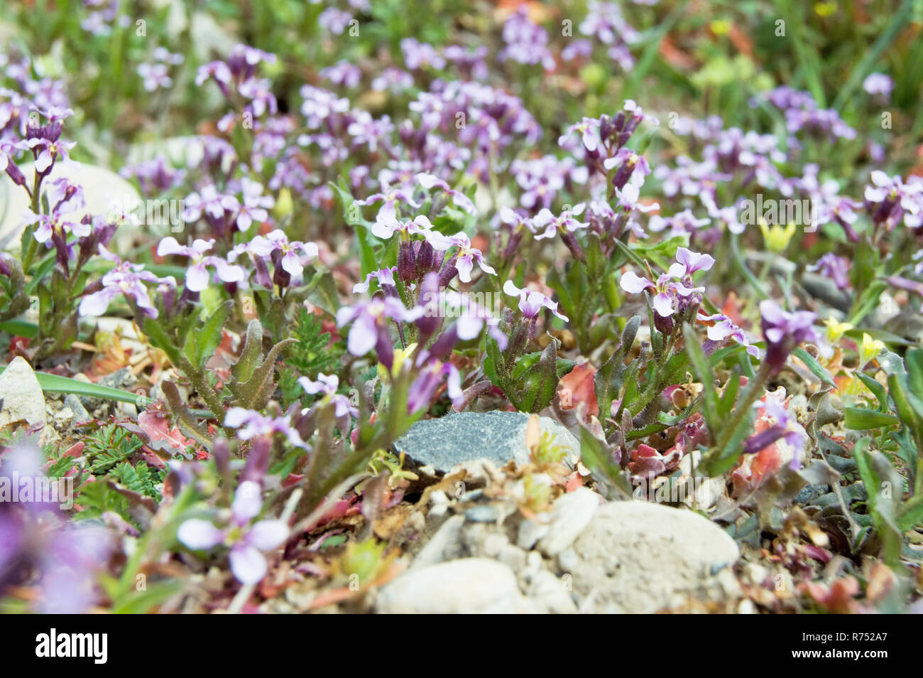 A spread of purple african mustard flowers in rocks. Stock Photo