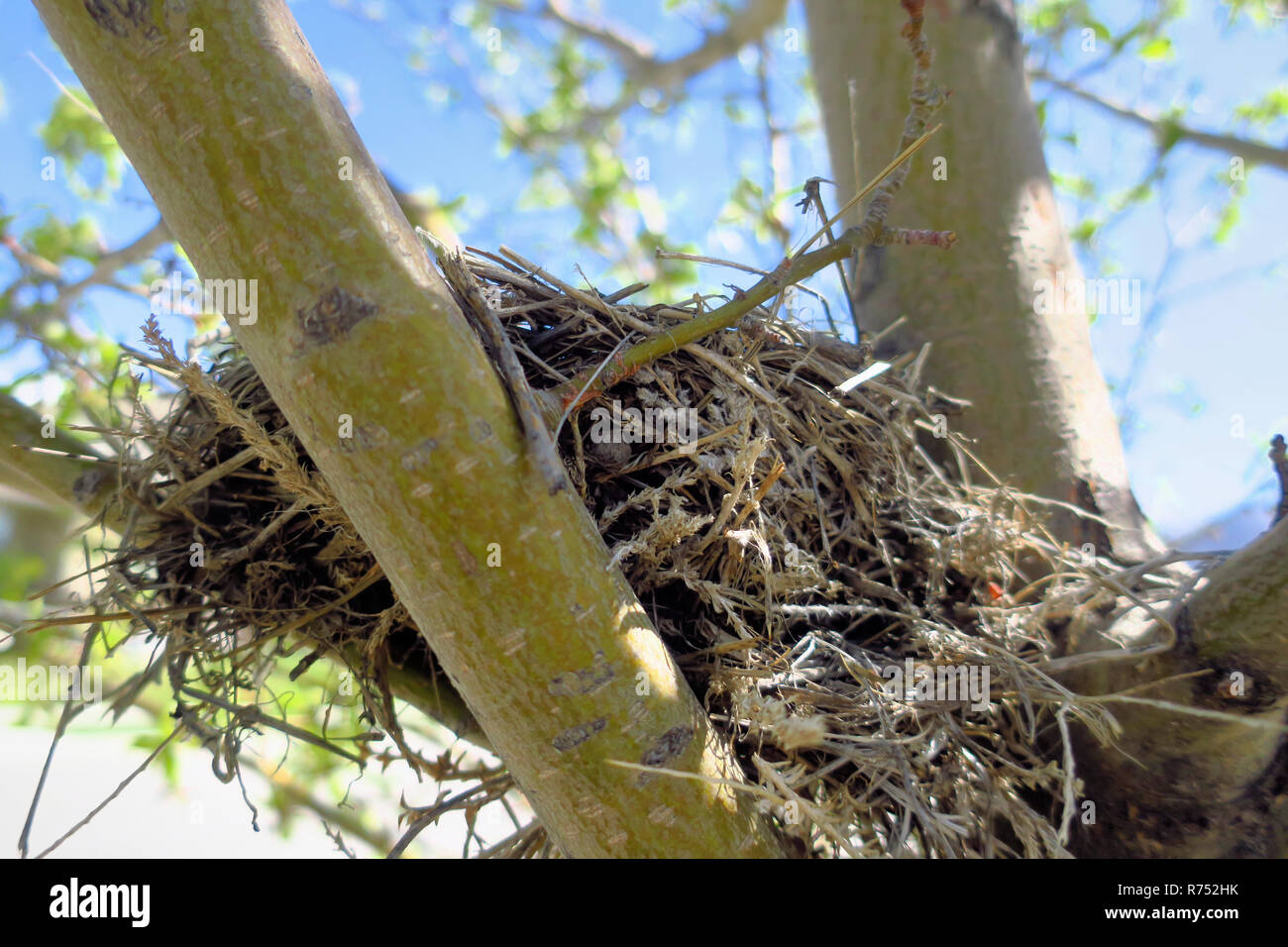 Closeup of an empty birds nest in a tree branch Stock Photo - Alamy